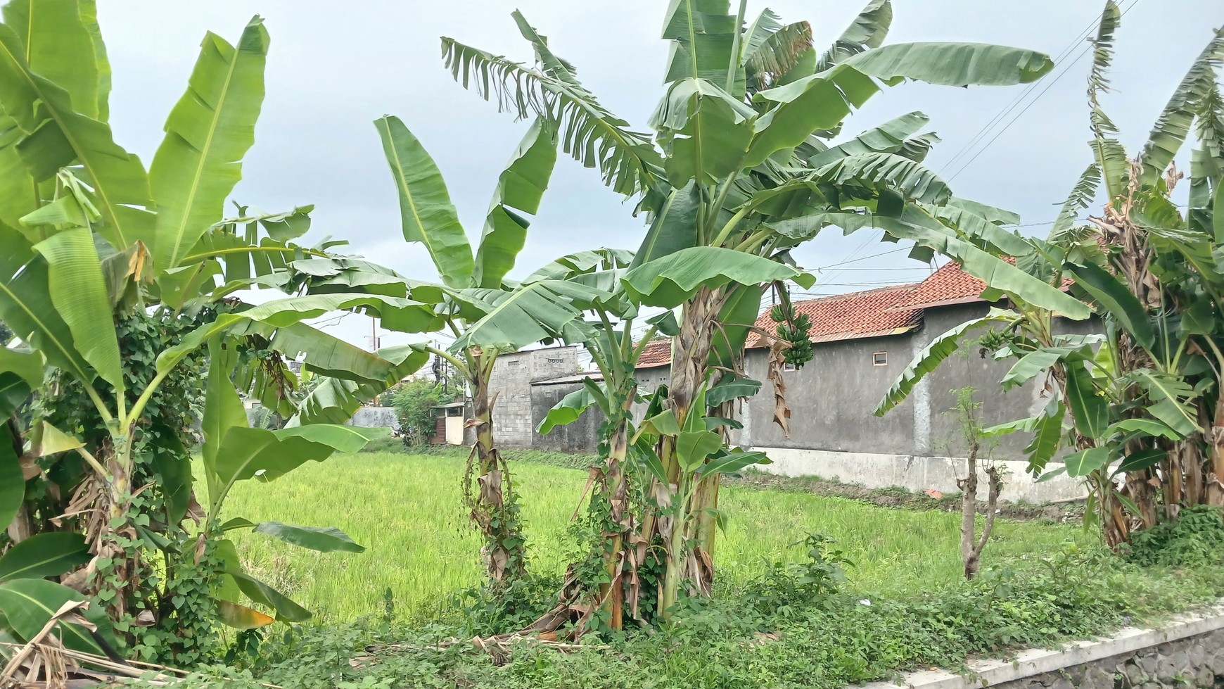 Tanah Sawah Luas 1088 Meter Persegi Lokasi Jl Ring Road Selatan, Dongkelan Bantul