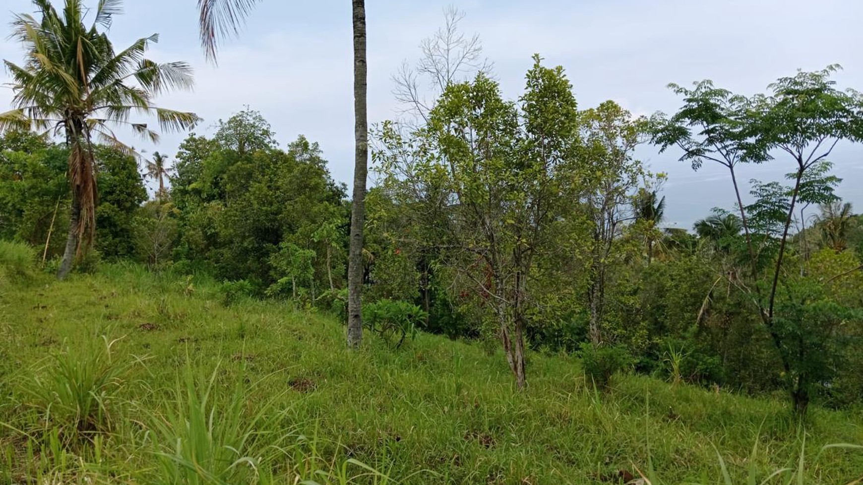 Prime Hillside Plot with Breathtaking Ocean Vista in Cempaga