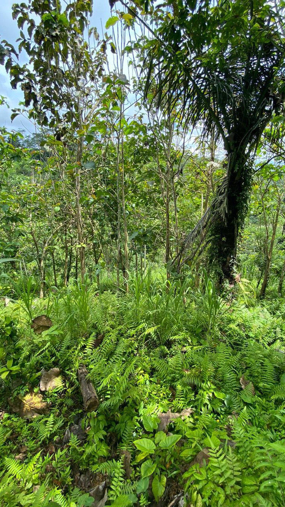 Freehold 8200 m2 land at Tampak Siring, Gianyar