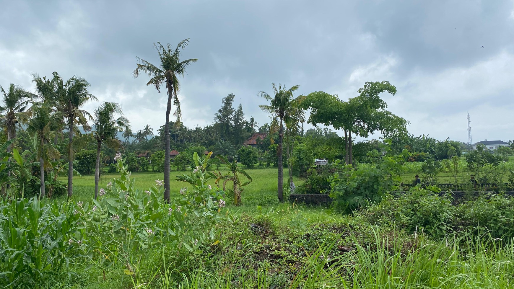 Land with Rice Field view & Mountain View For Sale In lovina