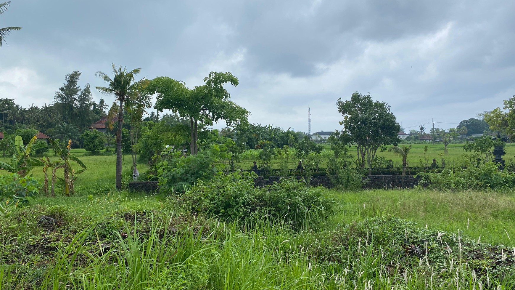 Land with Rice Field view & Mountain View For Sale In lovina