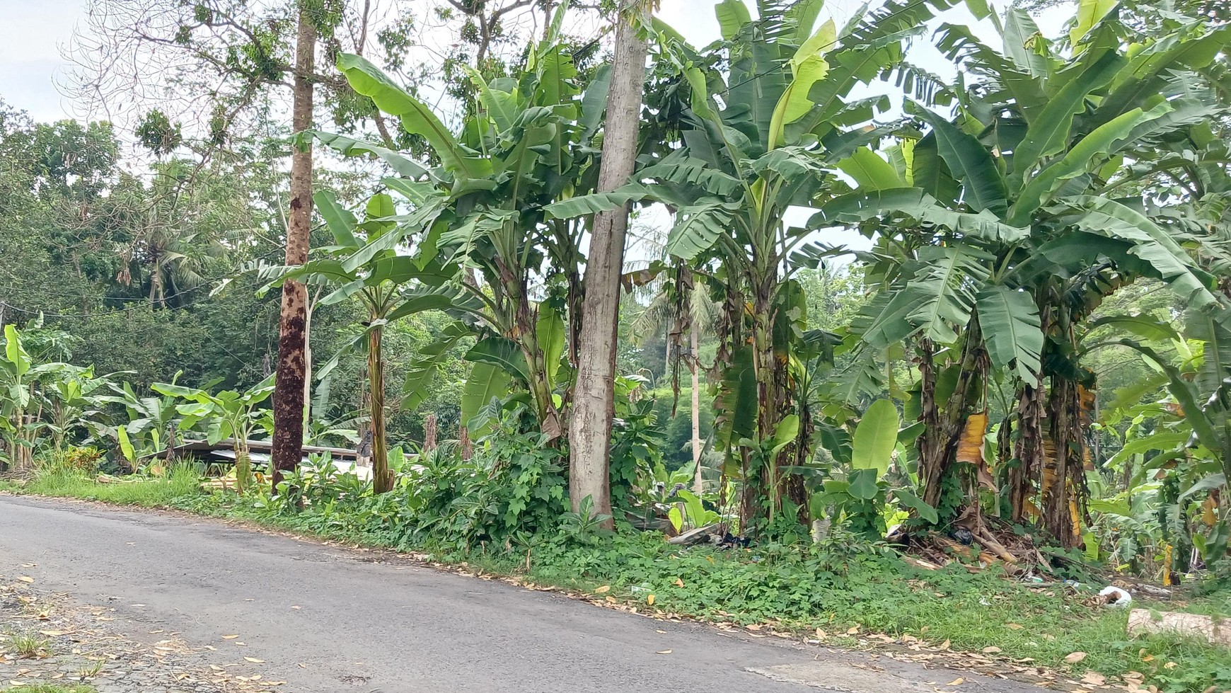 Tanah Luas 520 Meter Persegi Lokasi Strategis di Sedayu Bantul 