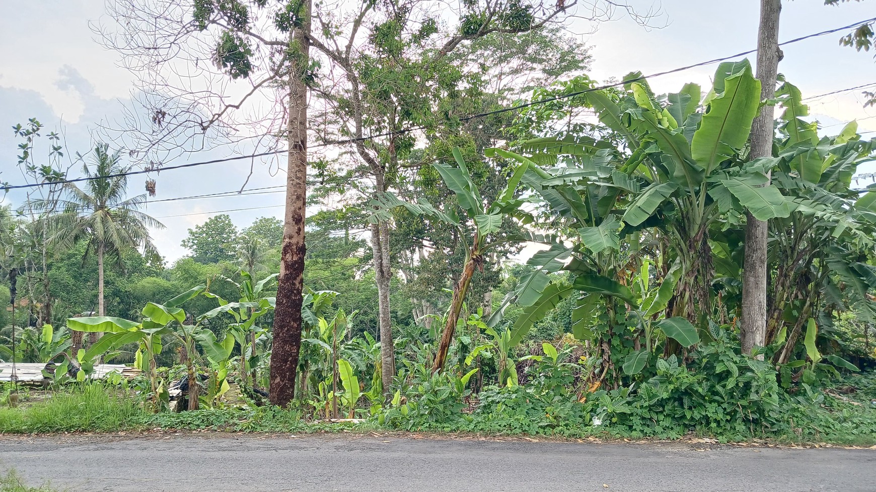 Tanah Luas 520 Meter Persegi Lokasi Strategis di Sedayu Bantul 