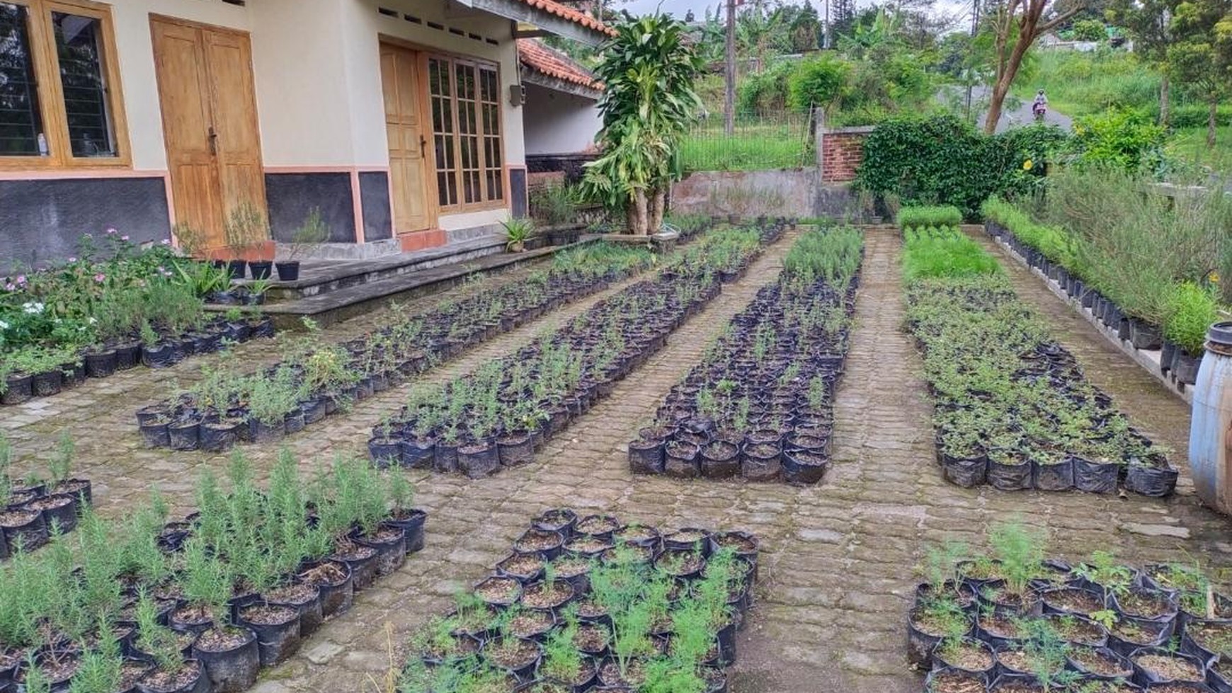 Rumah Cocok Untuk Villa dengan Perkebunan Lokasi di Pakem Sleman 