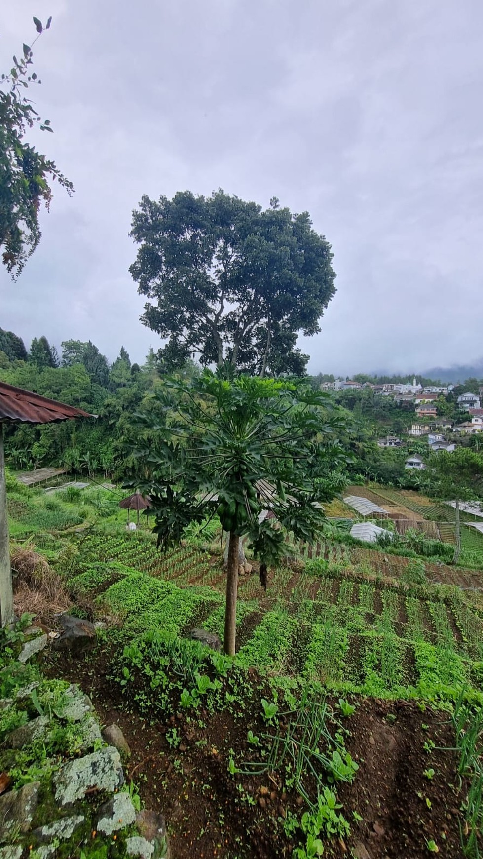 Villa Asri dengan Halaman Luas dan Lingkungan Nyaman di Cianjur