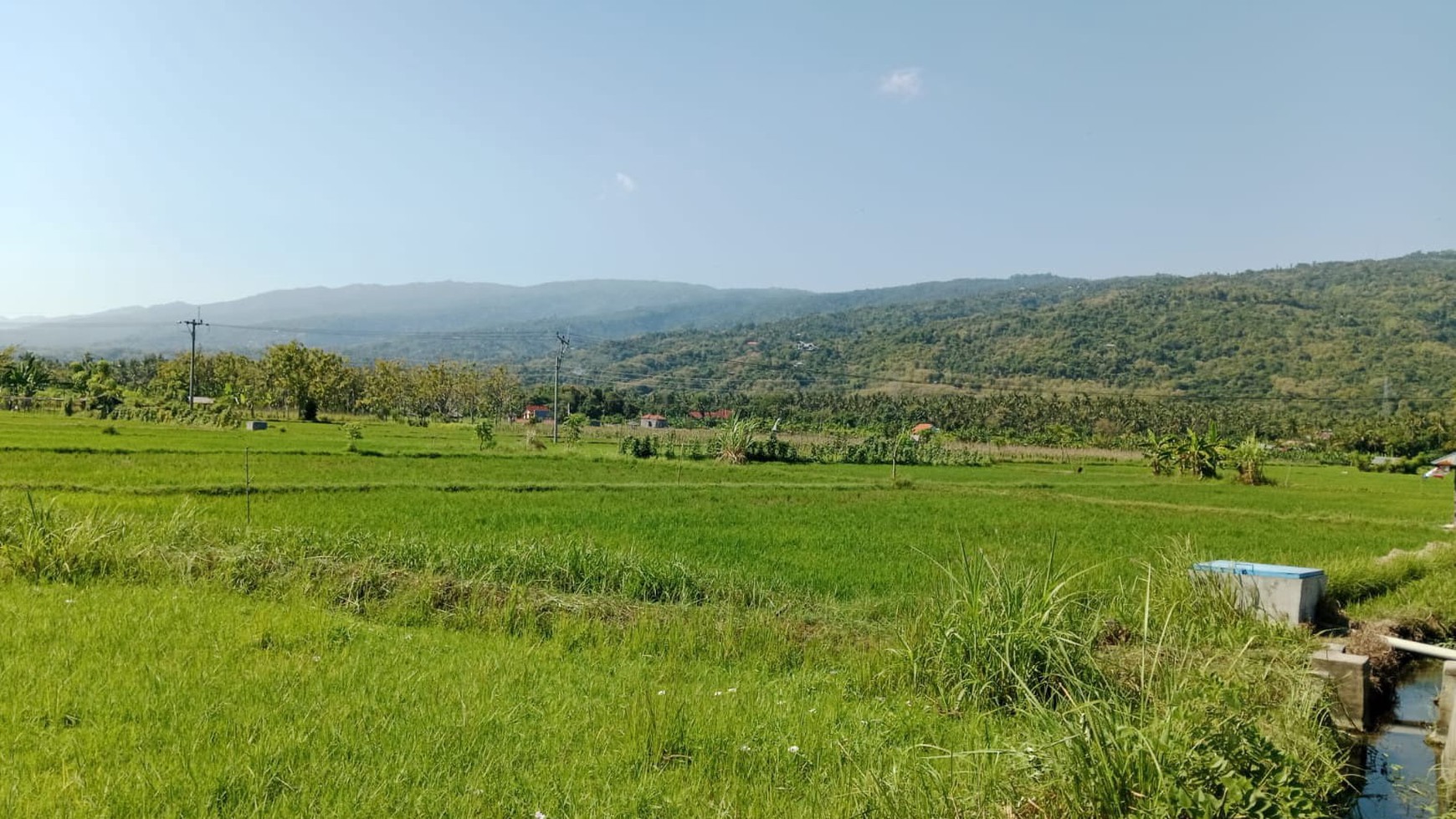 Land With Rice Field View For Sale in Lovina