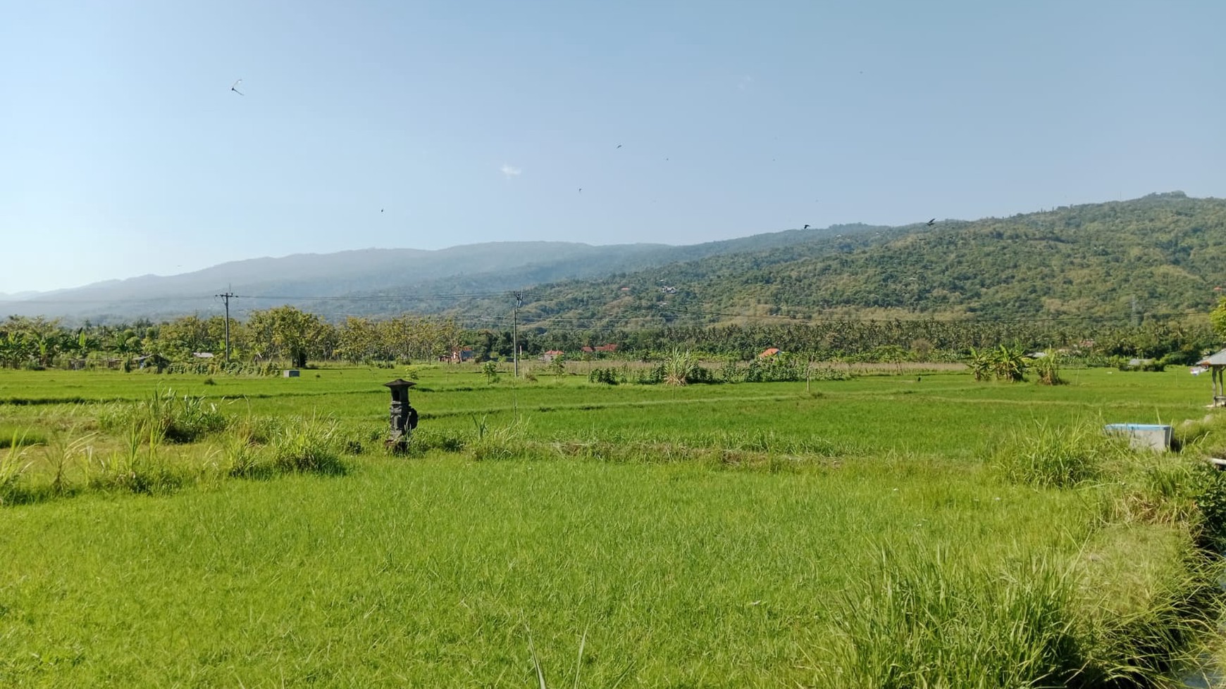 Land With Rice Field View For Sale in Lovina