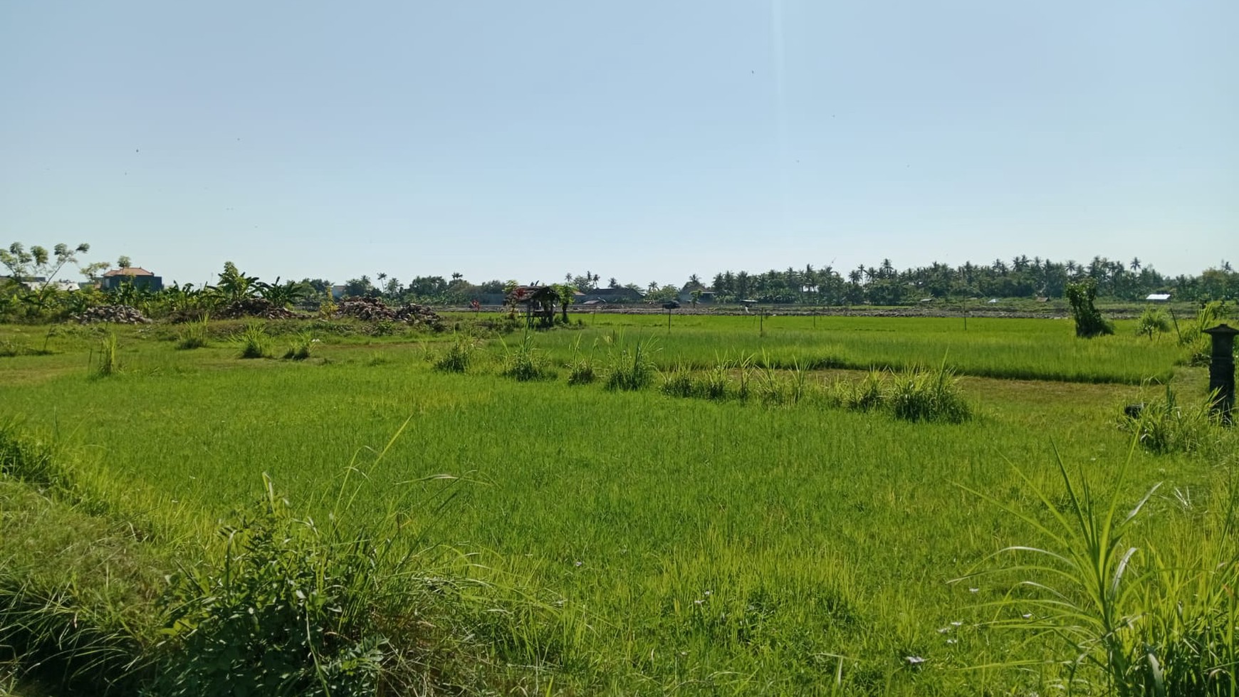 Land With Rice Field View For Sale in Lovina