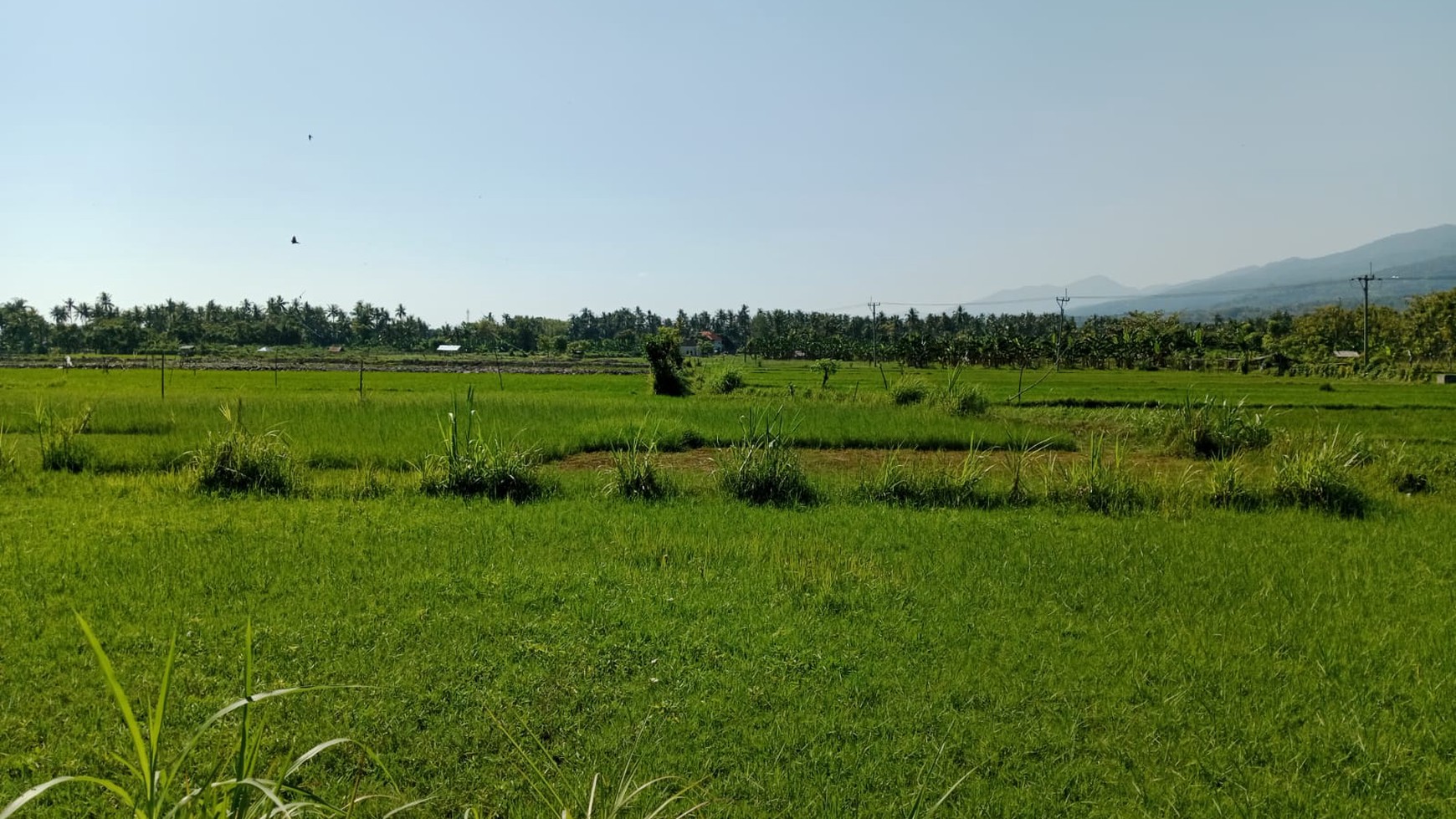 Land With Rice Field View For Sale in Lovina