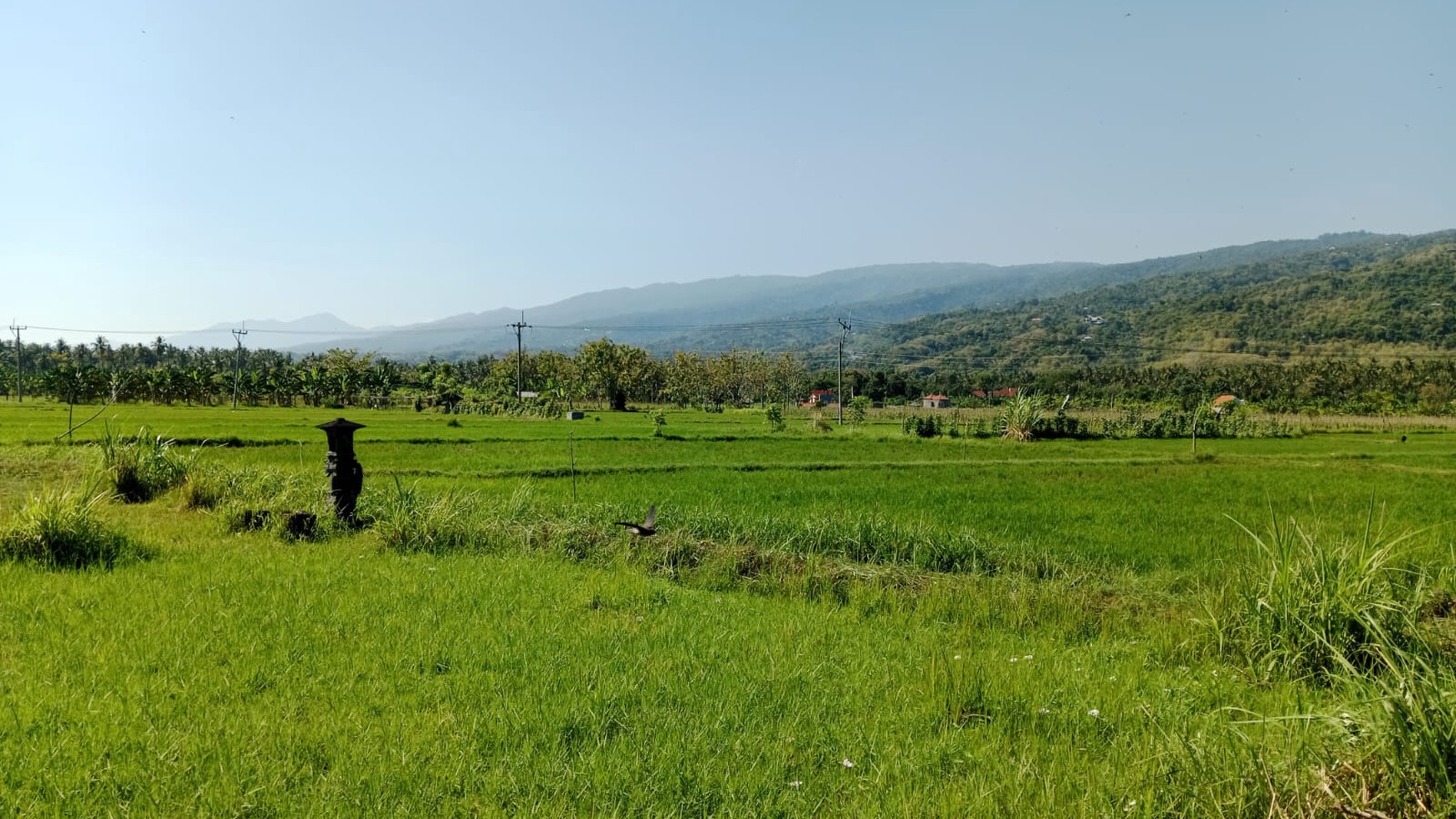 Land With Rice Field View For Sale in Lovina