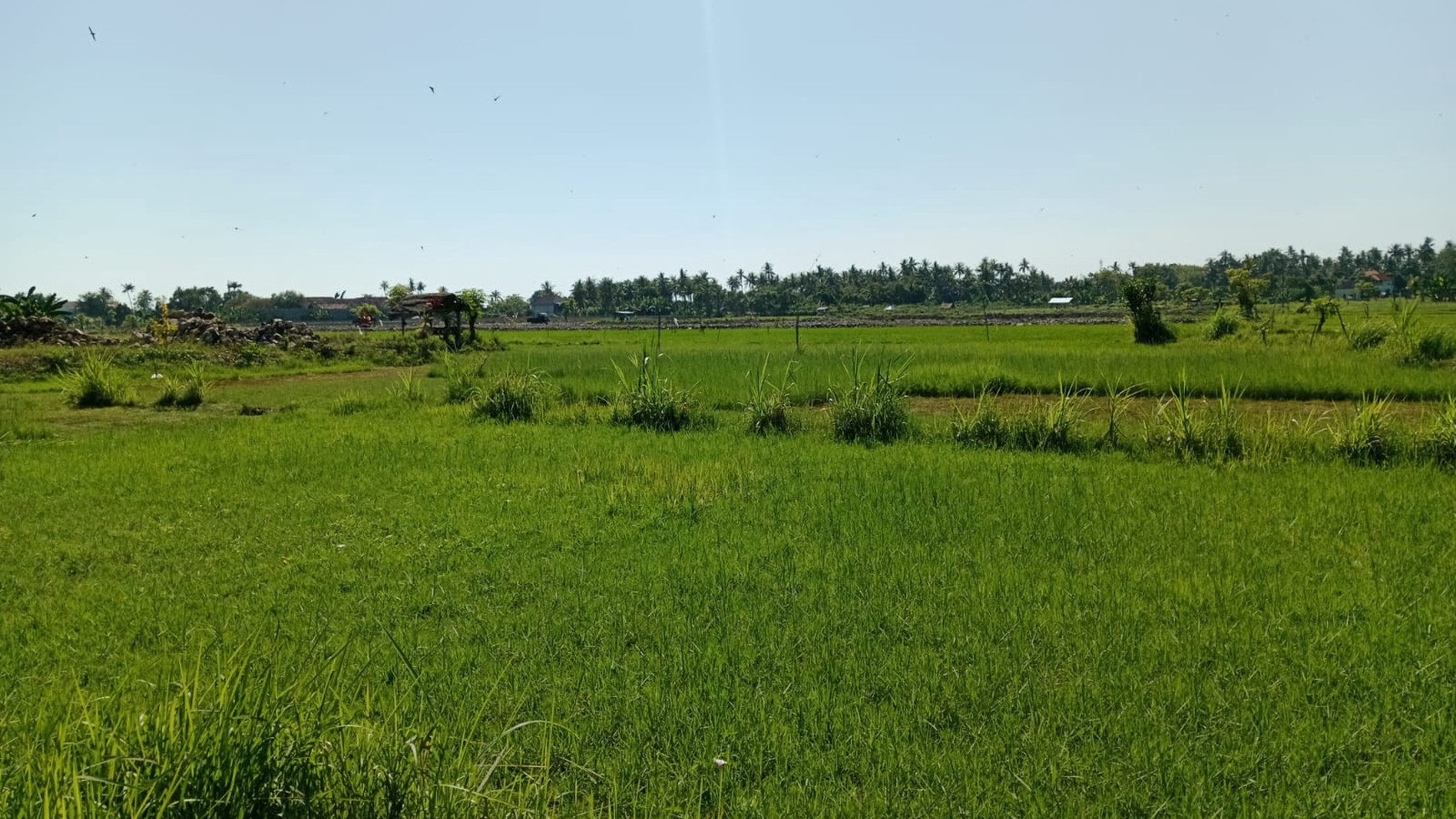 Land With Rice Field View For Sale in Lovina