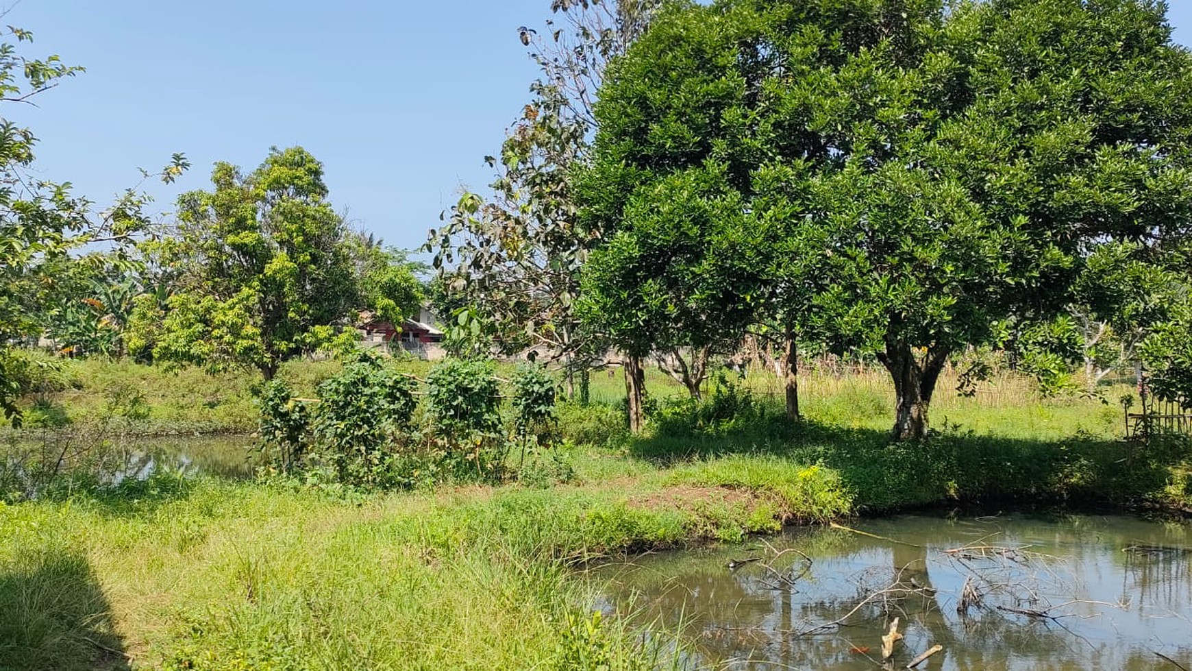 Tanah Di Pinggir Jalan Raya Dekat Telkom STO Cocok Untuk Investasi Di Daerah Ciseeng 