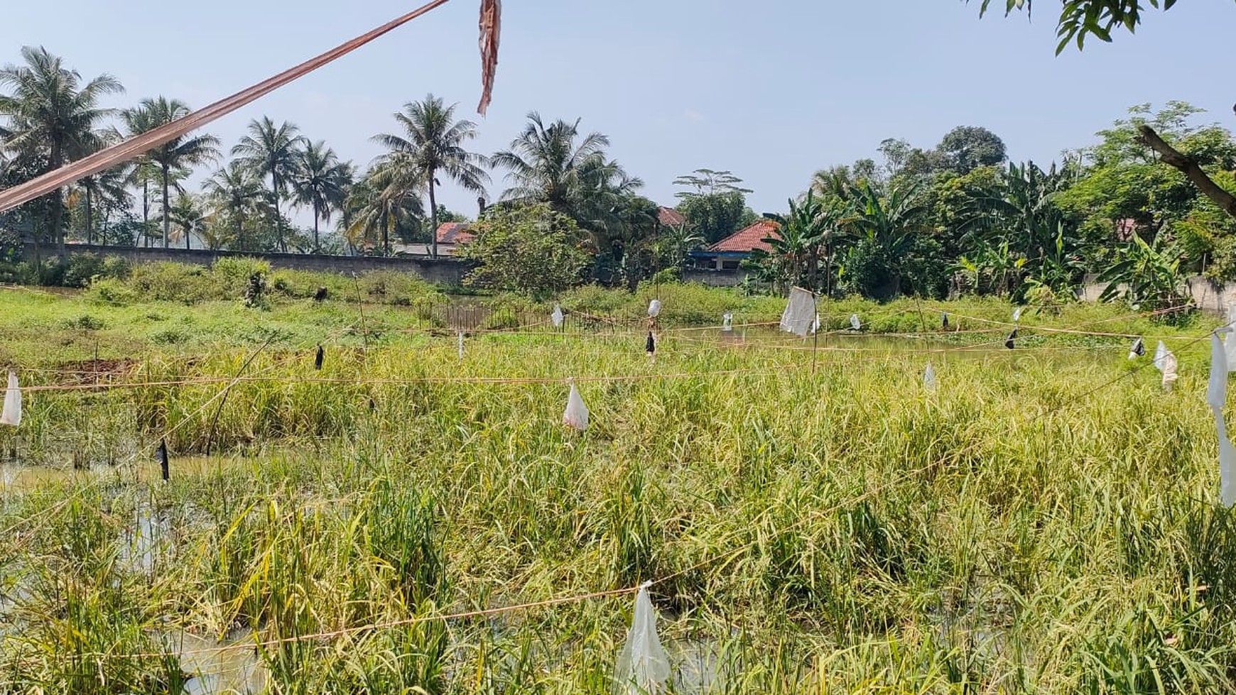 Tanah Di Pinggir Jalan Raya Dekat Telkom STO Cocok Untuk Investasi Di Daerah Ciseeng 