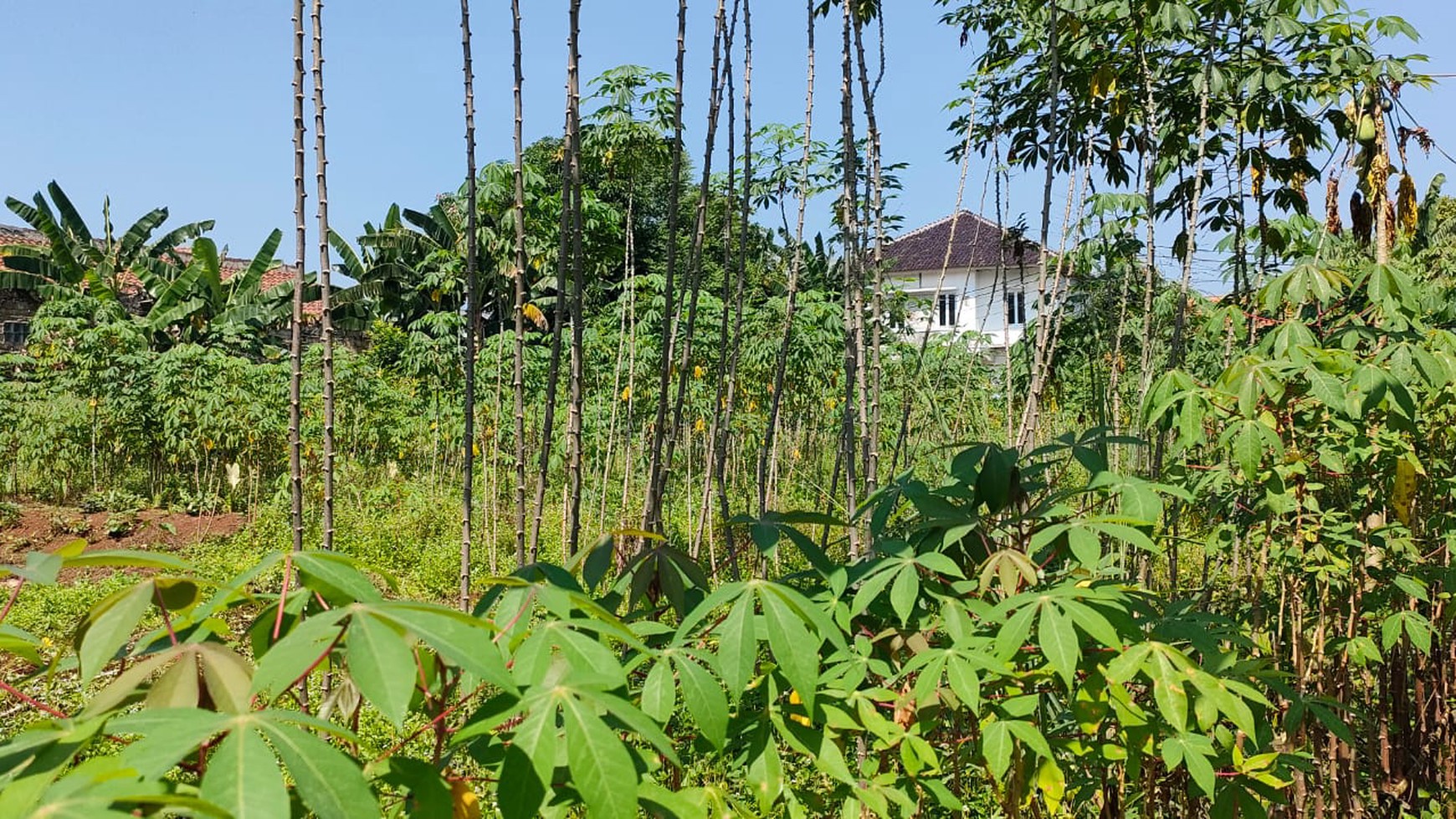 Tanah Di Pinggir Jalan Raya Dekat Telkom STO Cocok Untuk Investasi Di Daerah Ciseeng 