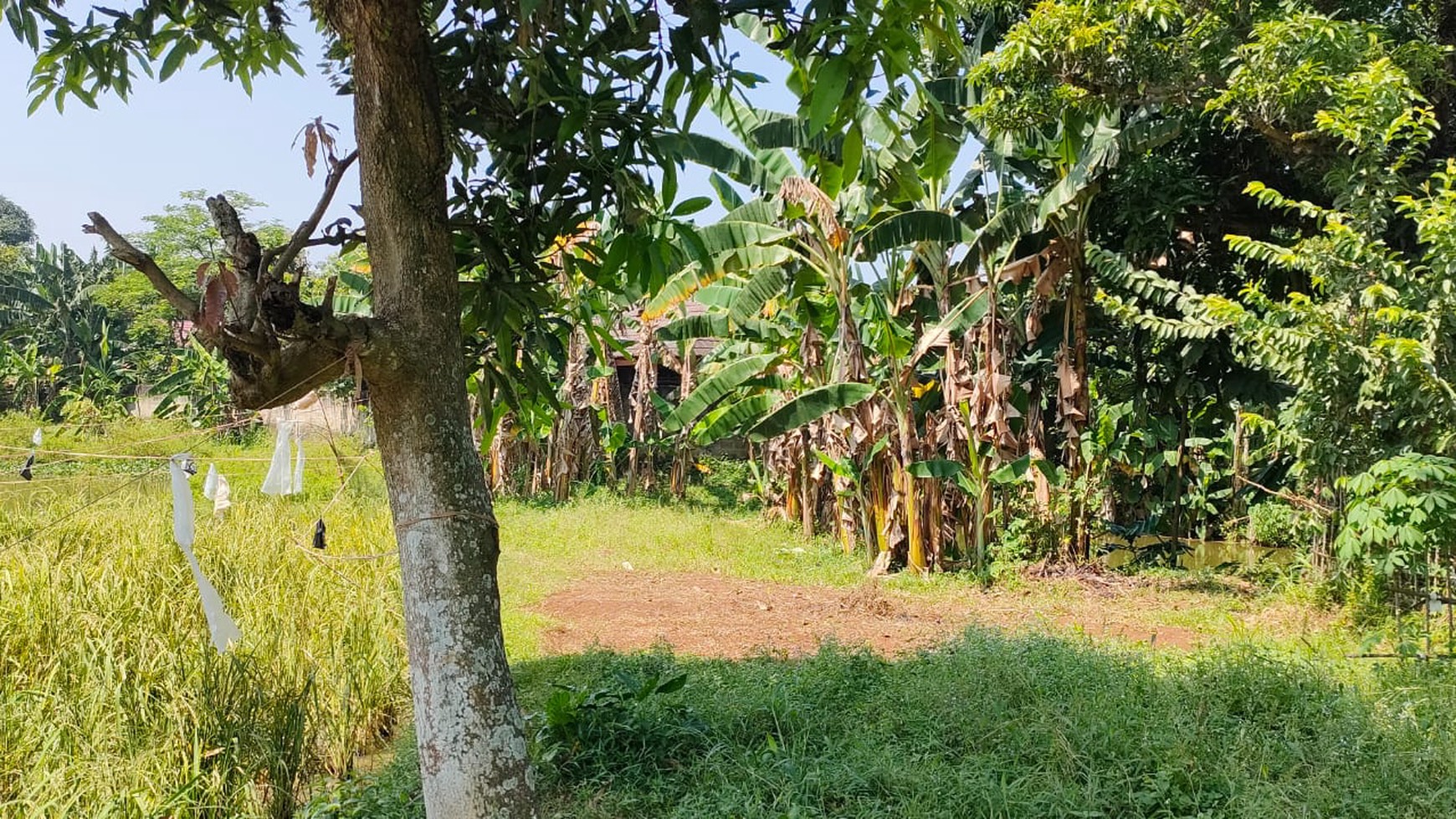 Tanah Di Pinggir Jalan Raya Dekat Telkom STO Cocok Untuk Investasi Di Daerah Ciseeng 