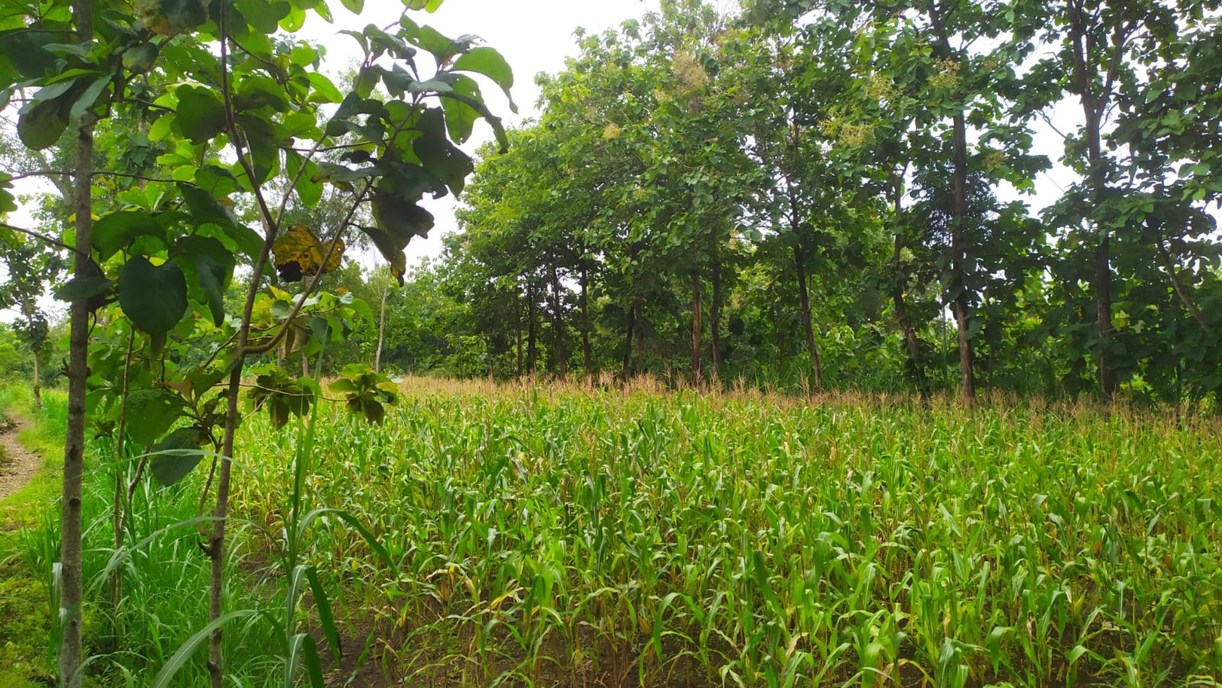 Tanah Luas 82.910 Meter Persegi di Jalan Baron Gunung Kidul