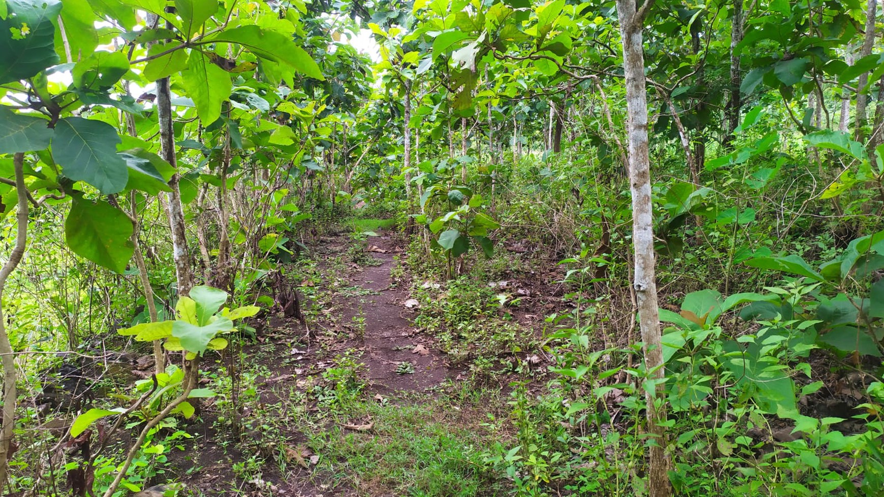 Tanah Luas 82.910 Meter Persegi di Jalan Baron Gunung Kidul