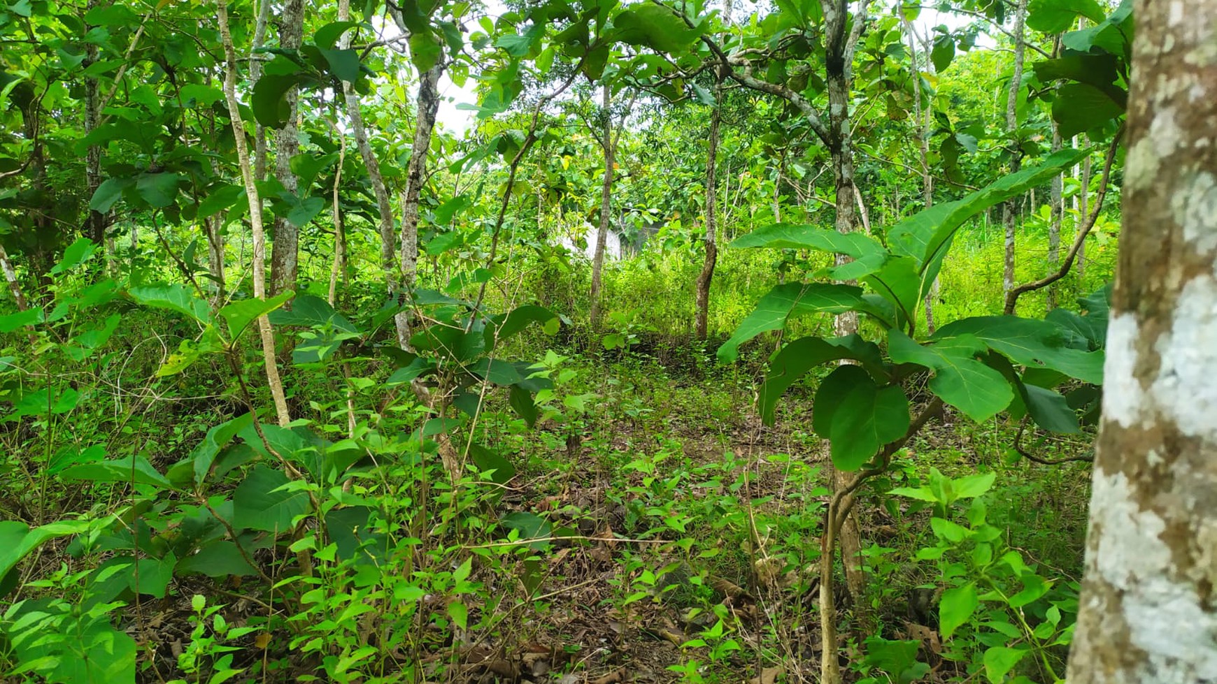 Tanah Luas 82.910 Meter Persegi di Jalan Baron Gunung Kidul