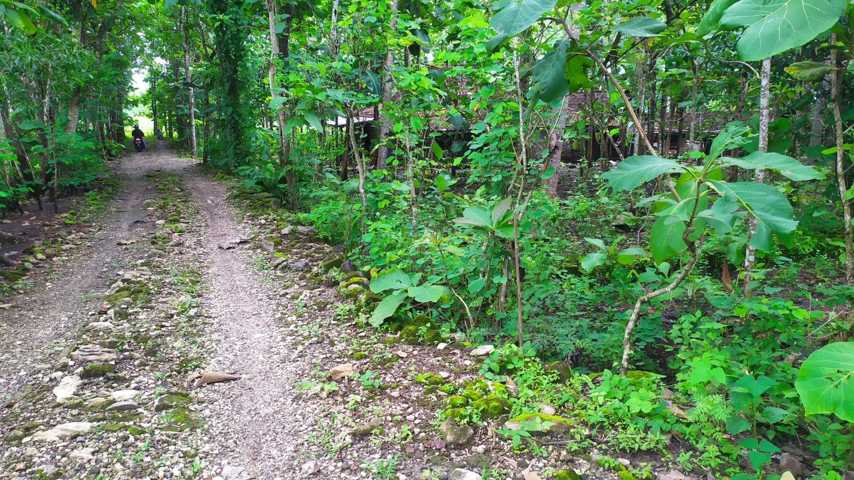 Tanah Luas 82.910 Meter Persegi di Jalan Baron Gunung Kidul