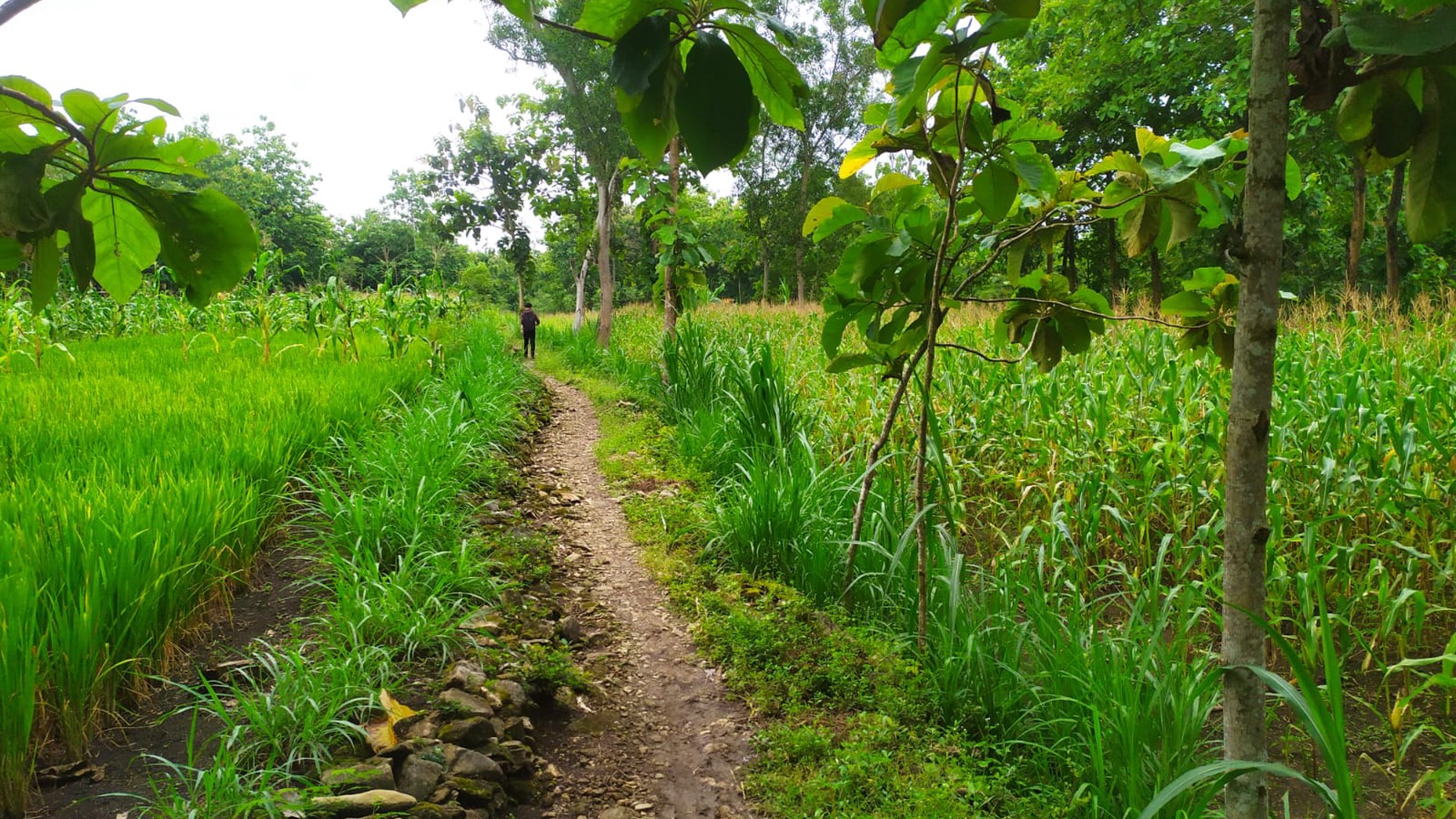 Tanah Luas 82.910 Meter Persegi di Jalan Baron Gunung Kidul