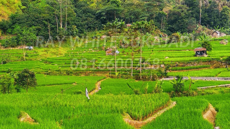 Tanah di Cianjur Cocok untuk sawah