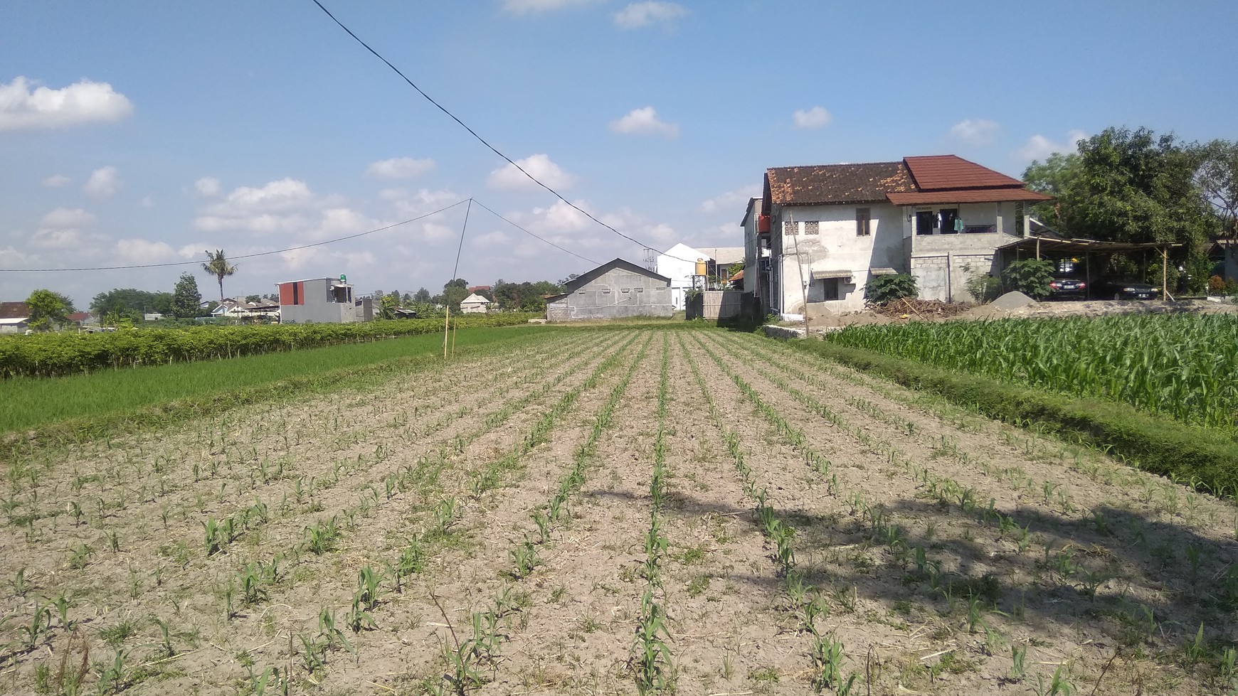 TANAH SAWAH DI TUNDAN PURWOMARTANI, SLEMAN