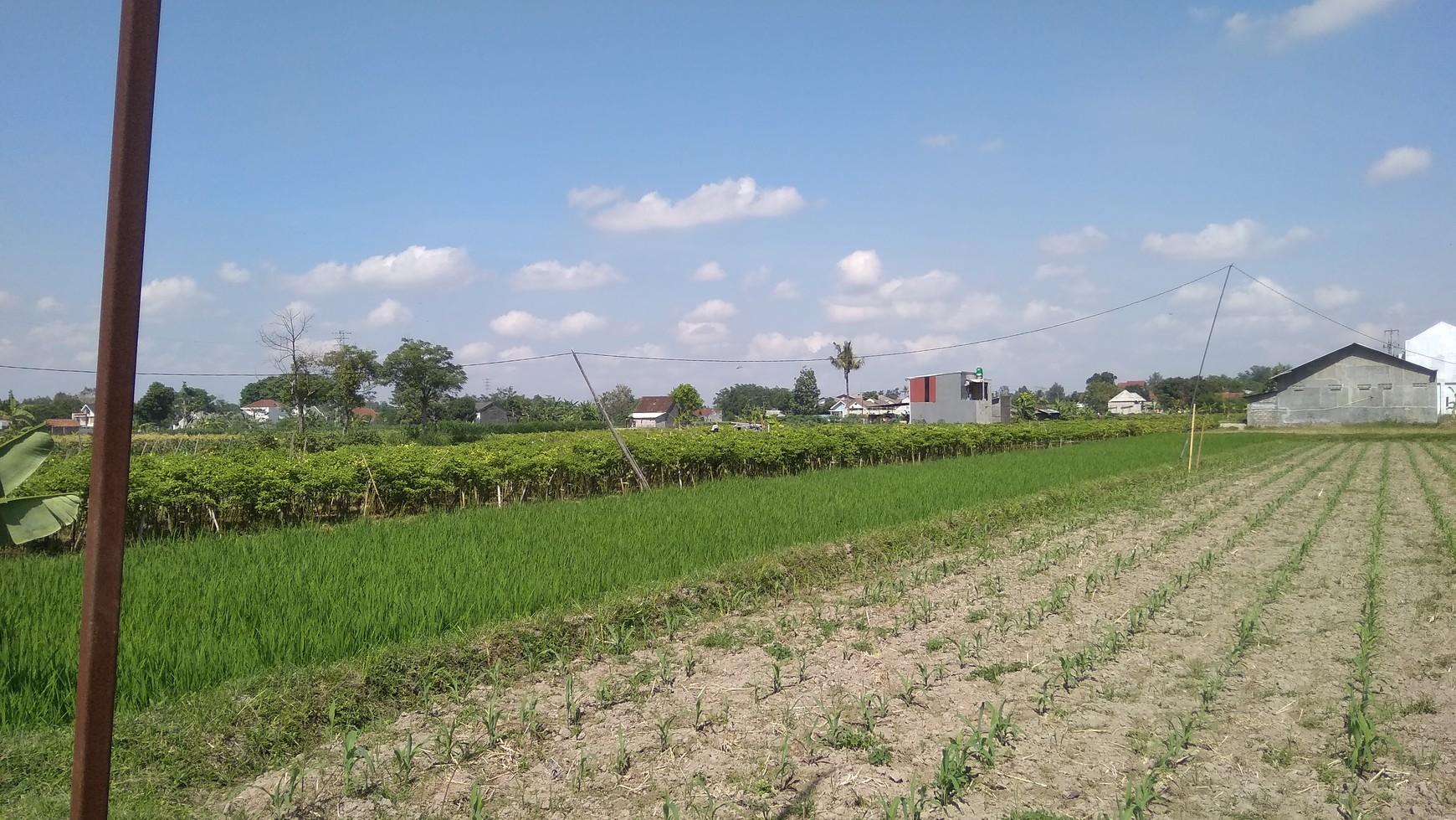 TANAH SAWAH DI TUNDAN PURWOMARTANI, SLEMAN