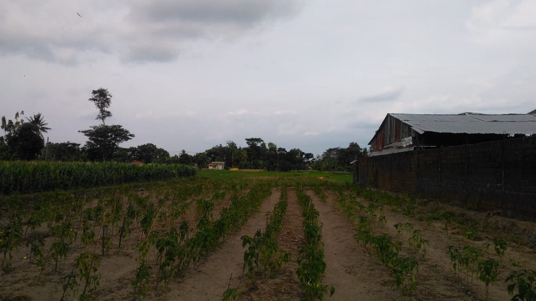 TANAH SAWAH DIATAS 1000 METER DAN BANGUNAN DI JL BOLO, KALASAN, SLEMAN