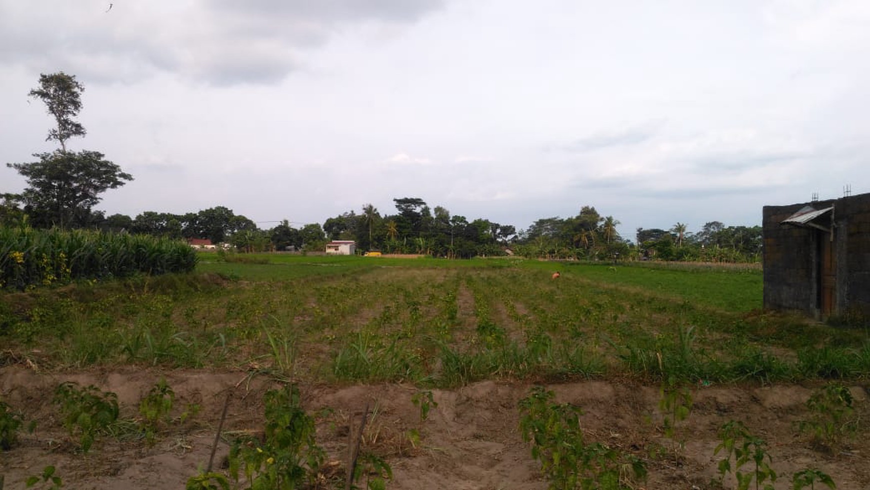 TANAH SAWAH DIATAS 1000 METER DAN BANGUNAN DI JL BOLO, KALASAN, SLEMAN