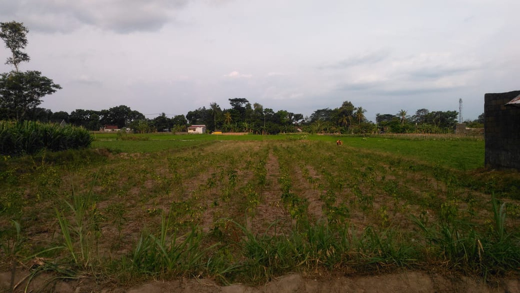 TANAH SAWAH DIATAS 1000 METER DAN BANGUNAN DI JL BOLO, KALASAN, SLEMAN