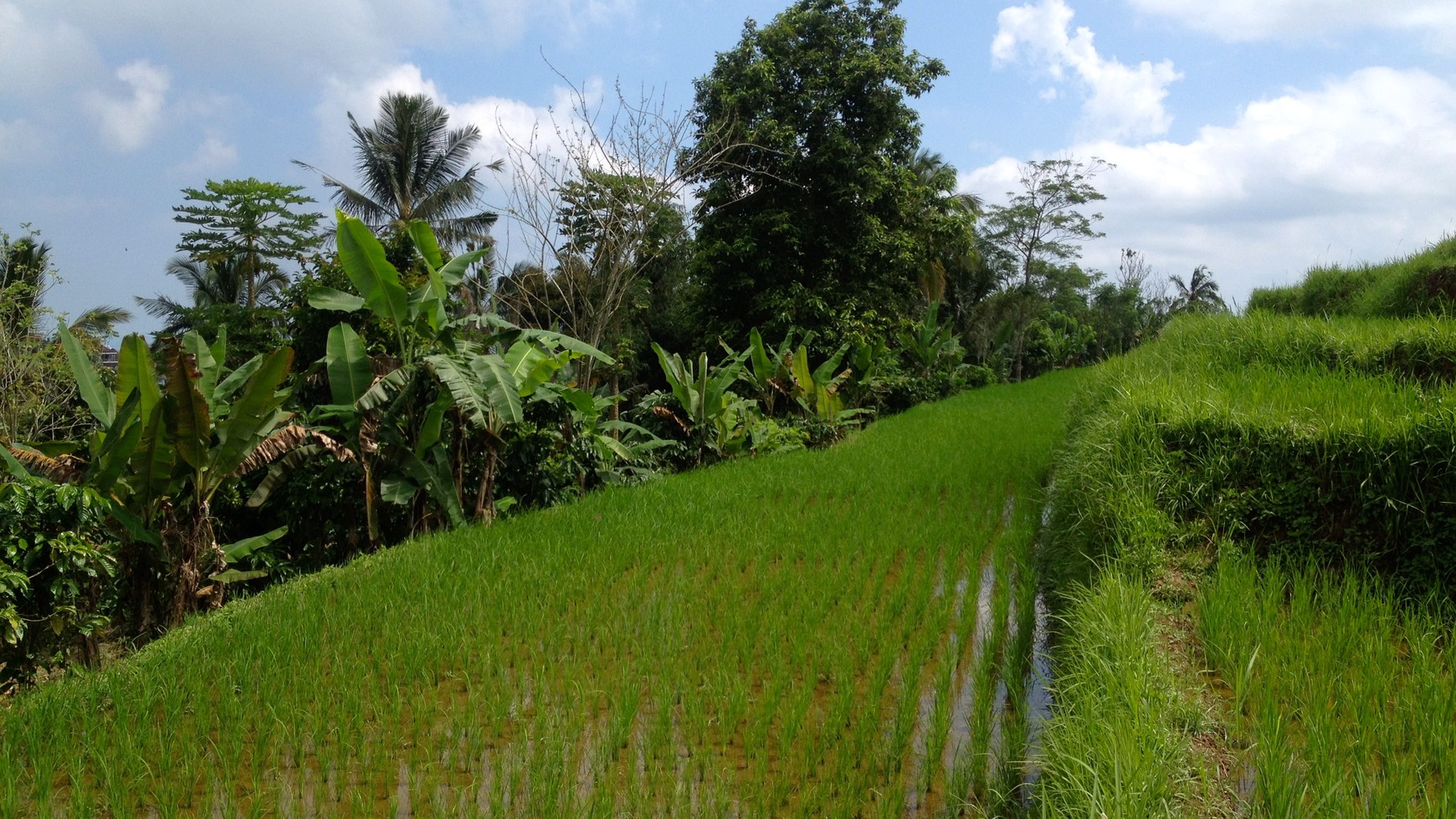 Absolute Natural Set 7450 Sqm Freehold Land in Sanda  Tabanan Bali