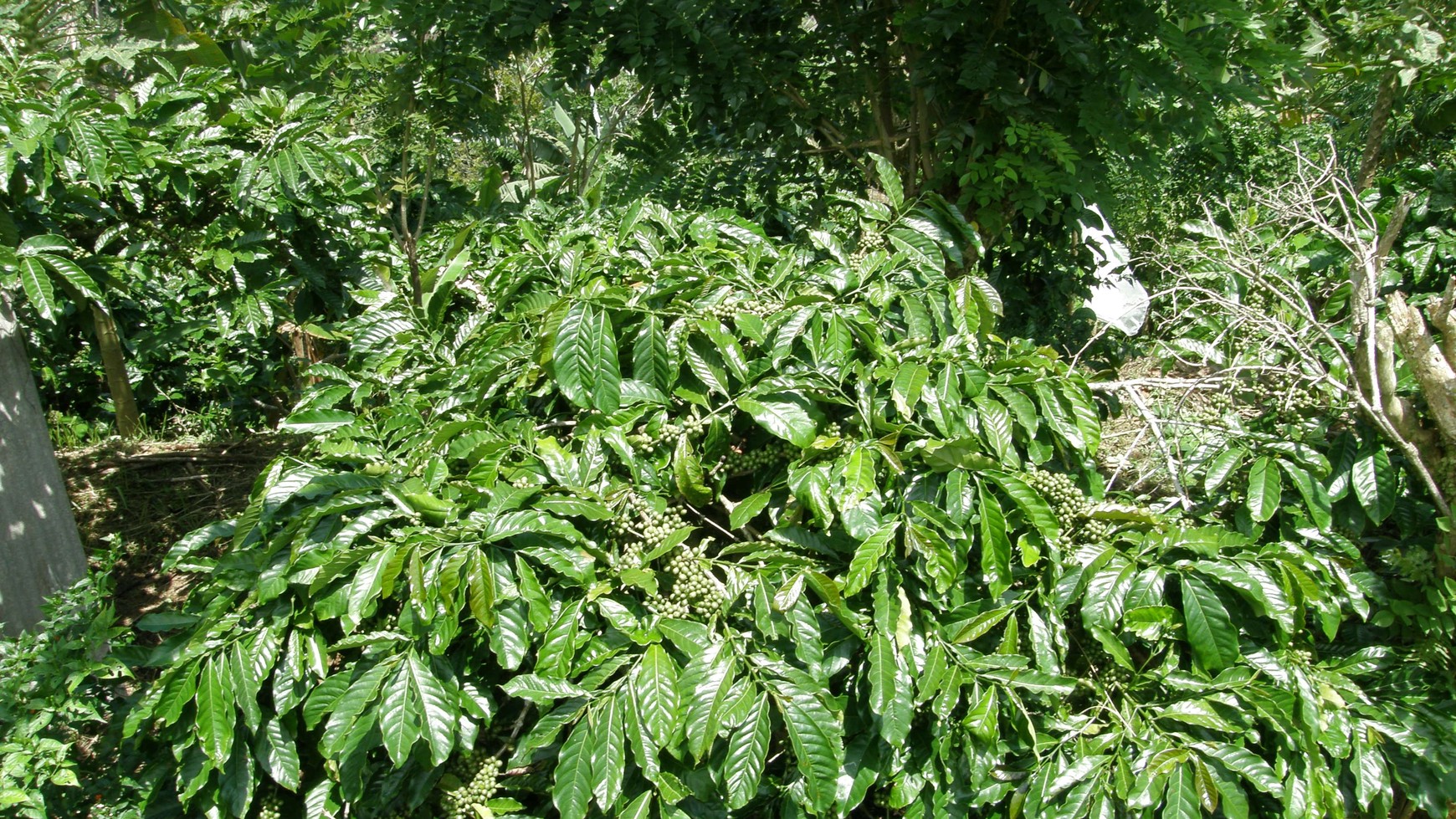 Absolute Natural Set 7450 Sqm Freehold Land in Sanda  Tabanan Bali