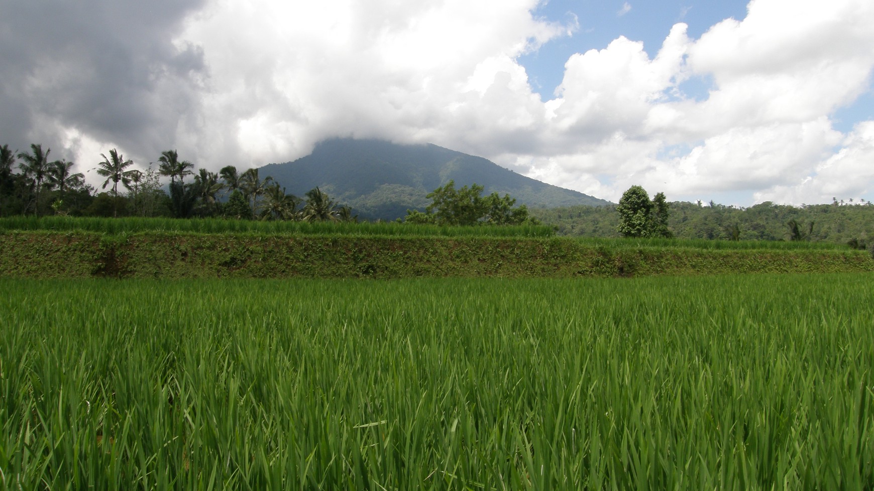 Absolute Natural Set 7450 Sqm Freehold Land in Sanda Tabanan Bali