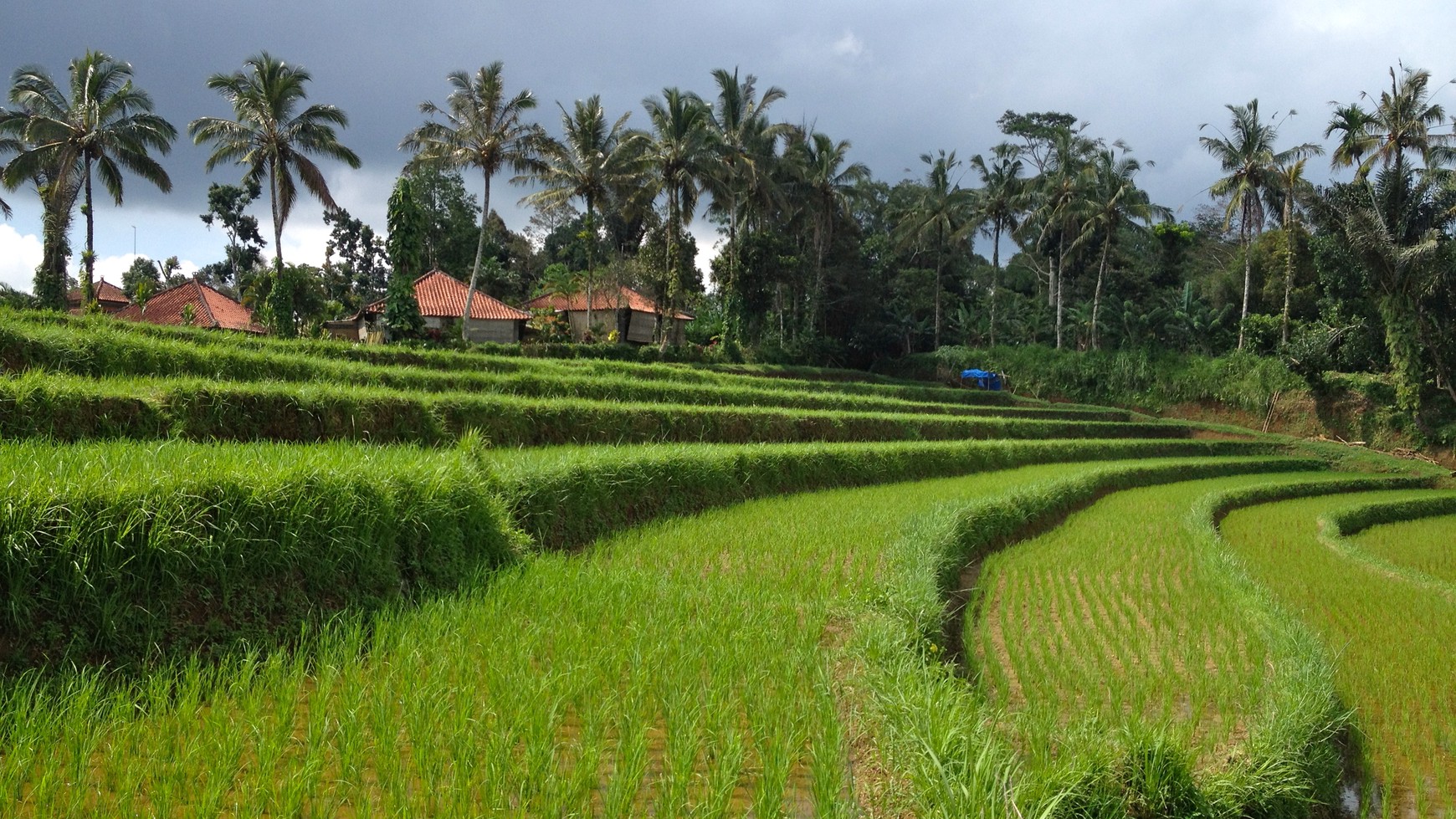 Absolute Natural Set 7450 Sqm Freehold Land in Sanda  Tabanan Bali