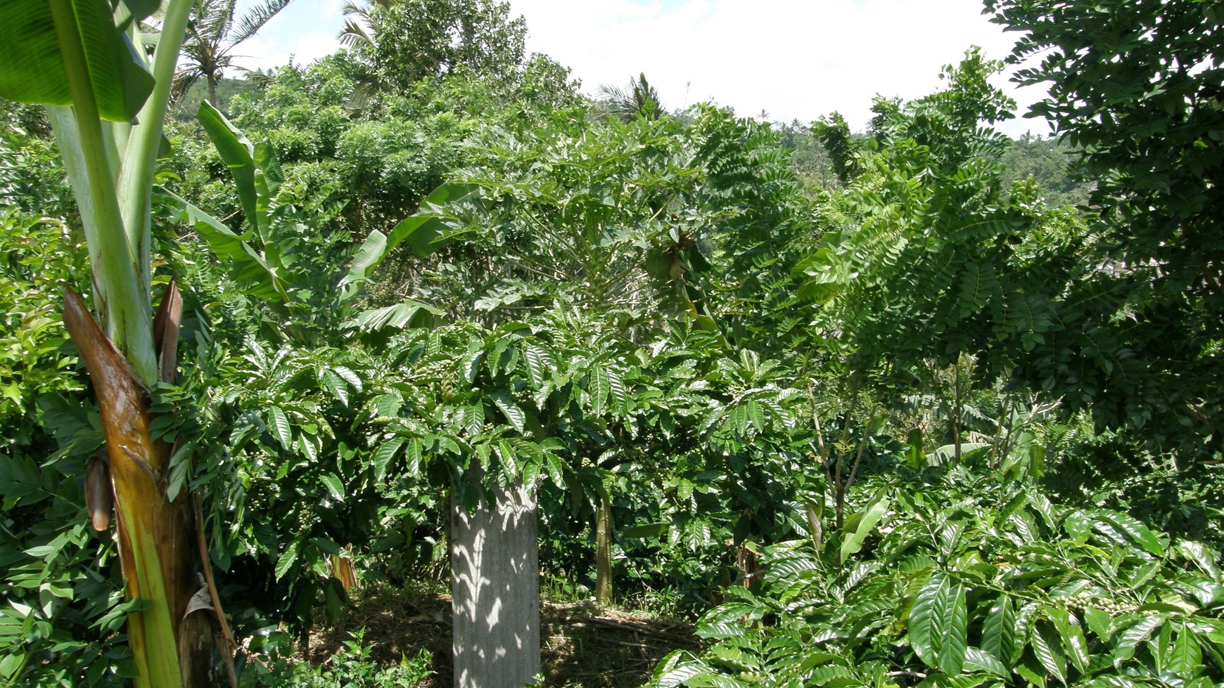 Absolute Natural Set 7450 Sqm Freehold Land in Sanda  Tabanan Bali