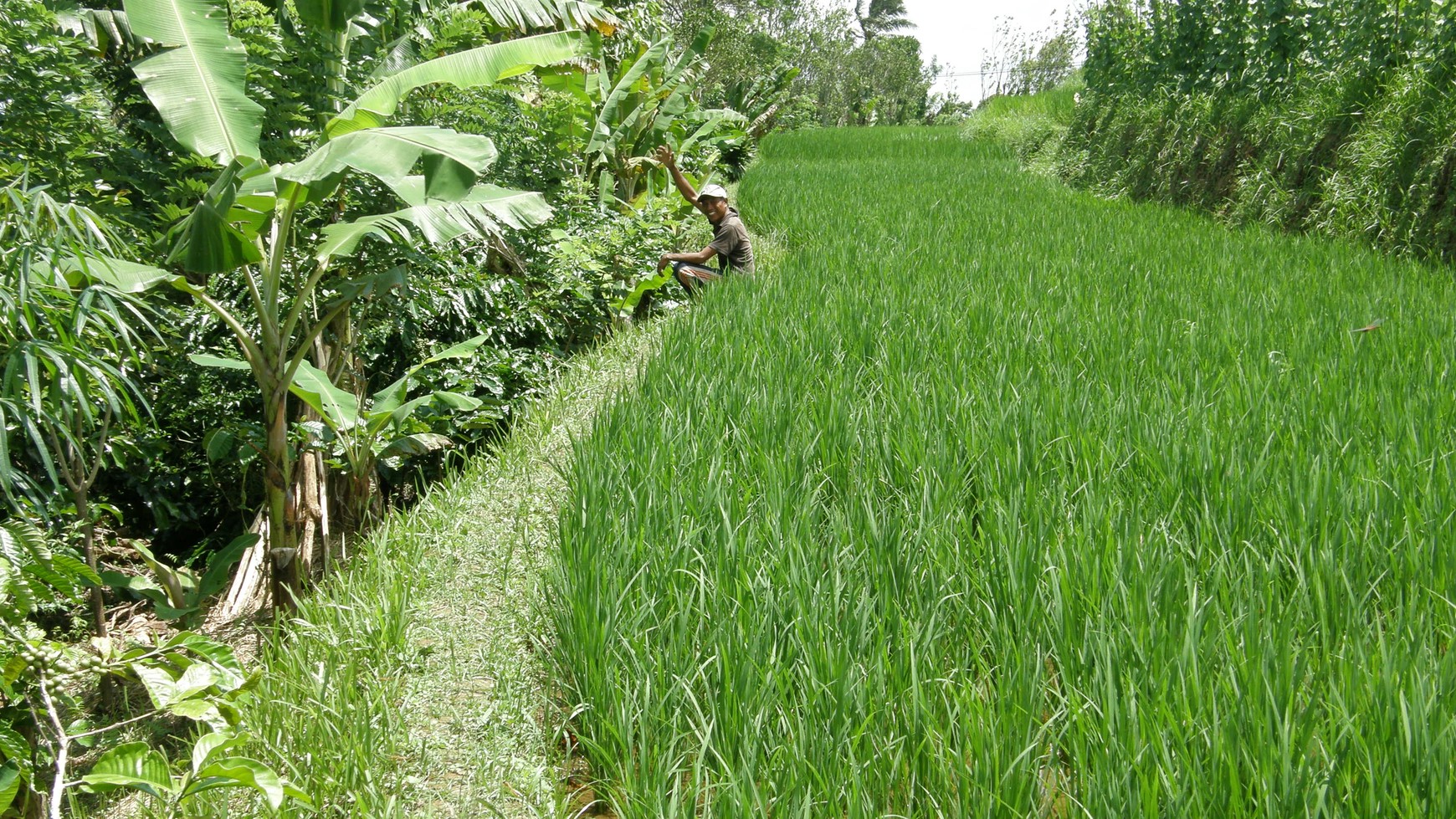 Absolute Natural Set 7450 Sqm Freehold Land in Sanda Tabanan Bali