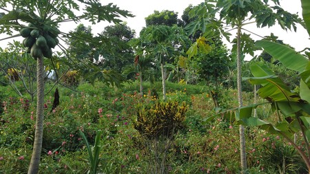 Angkah Gardens Rice Field  View 4650 sqm Tabanan Bali