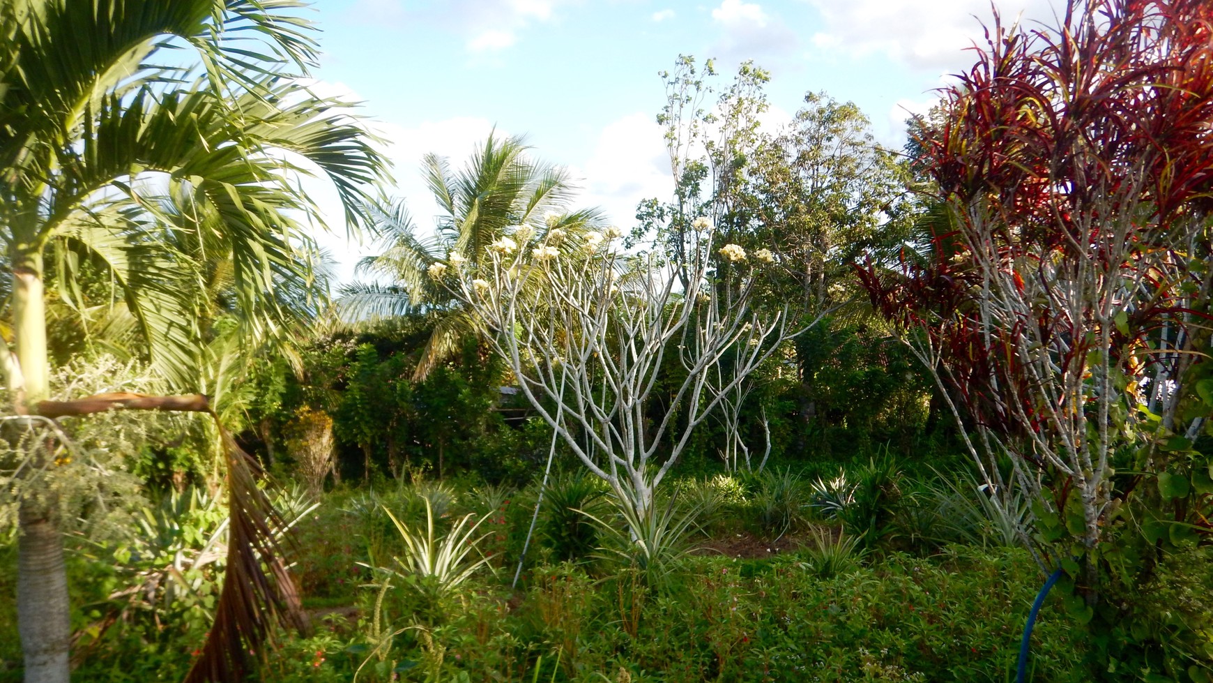 Angkah Gardens Rice Field View 4650 sqm Tabanan Bali