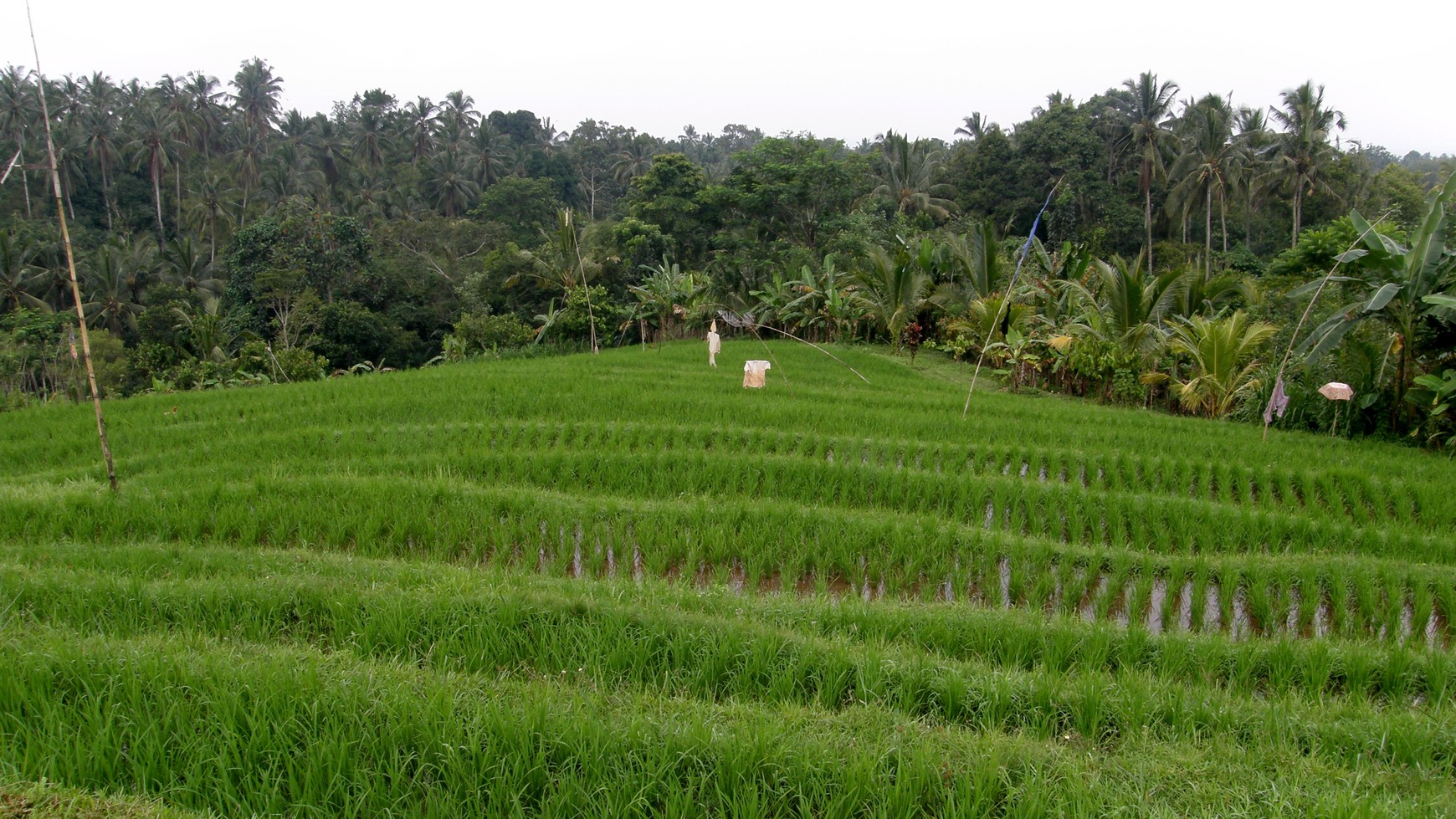 Angkah Gardens Rice Field  View 4650 sqm Tabanan Bali