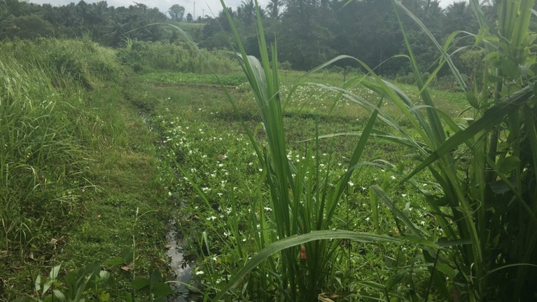 Land Freehold 53 Are 12 Minute Drive To the Beach Yeh Gangga Tabanan Bali