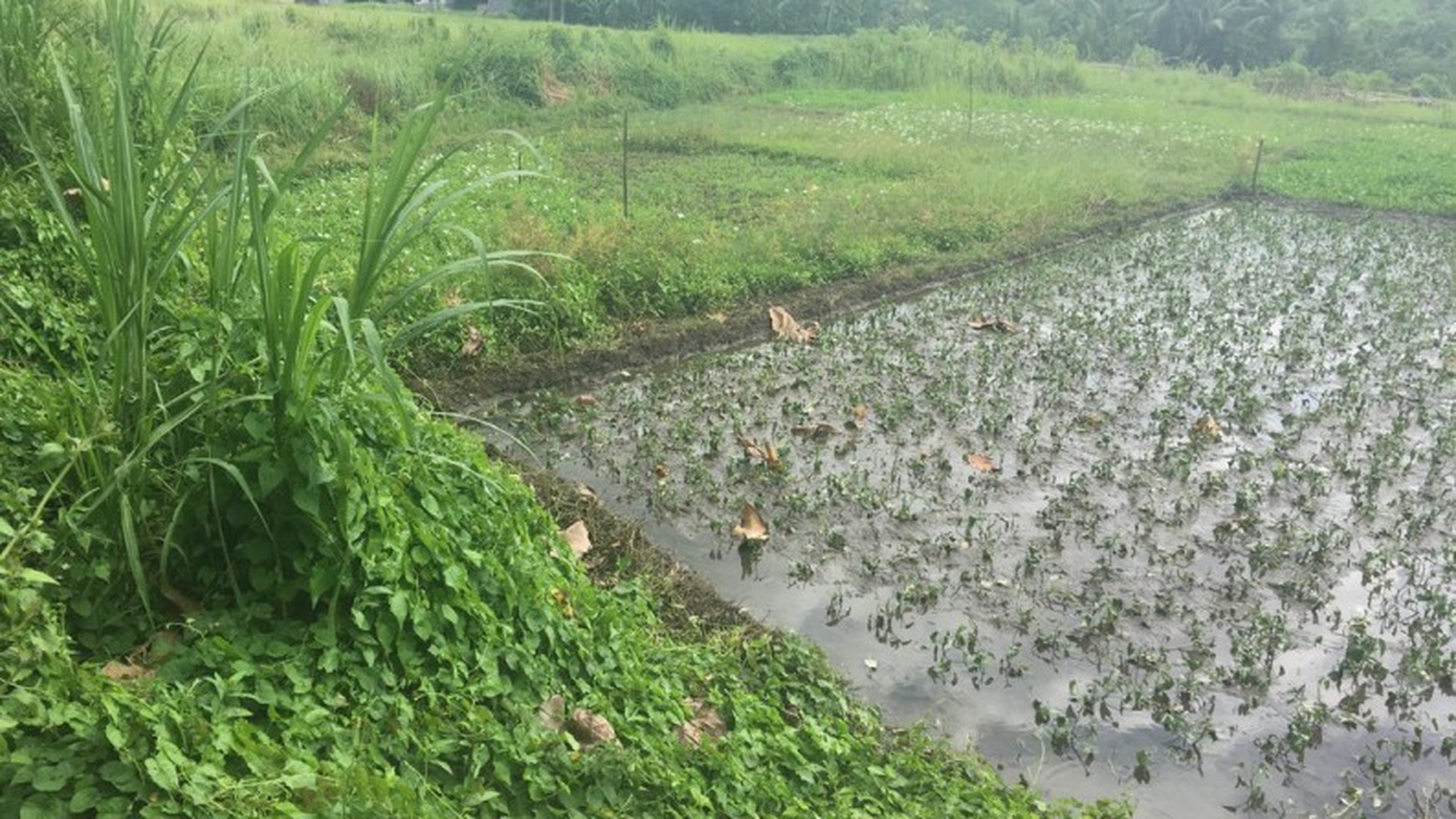 Land Freehold 53 Are 12 Minute Drive To the Beach Yeh Gangga Tabanan Bali