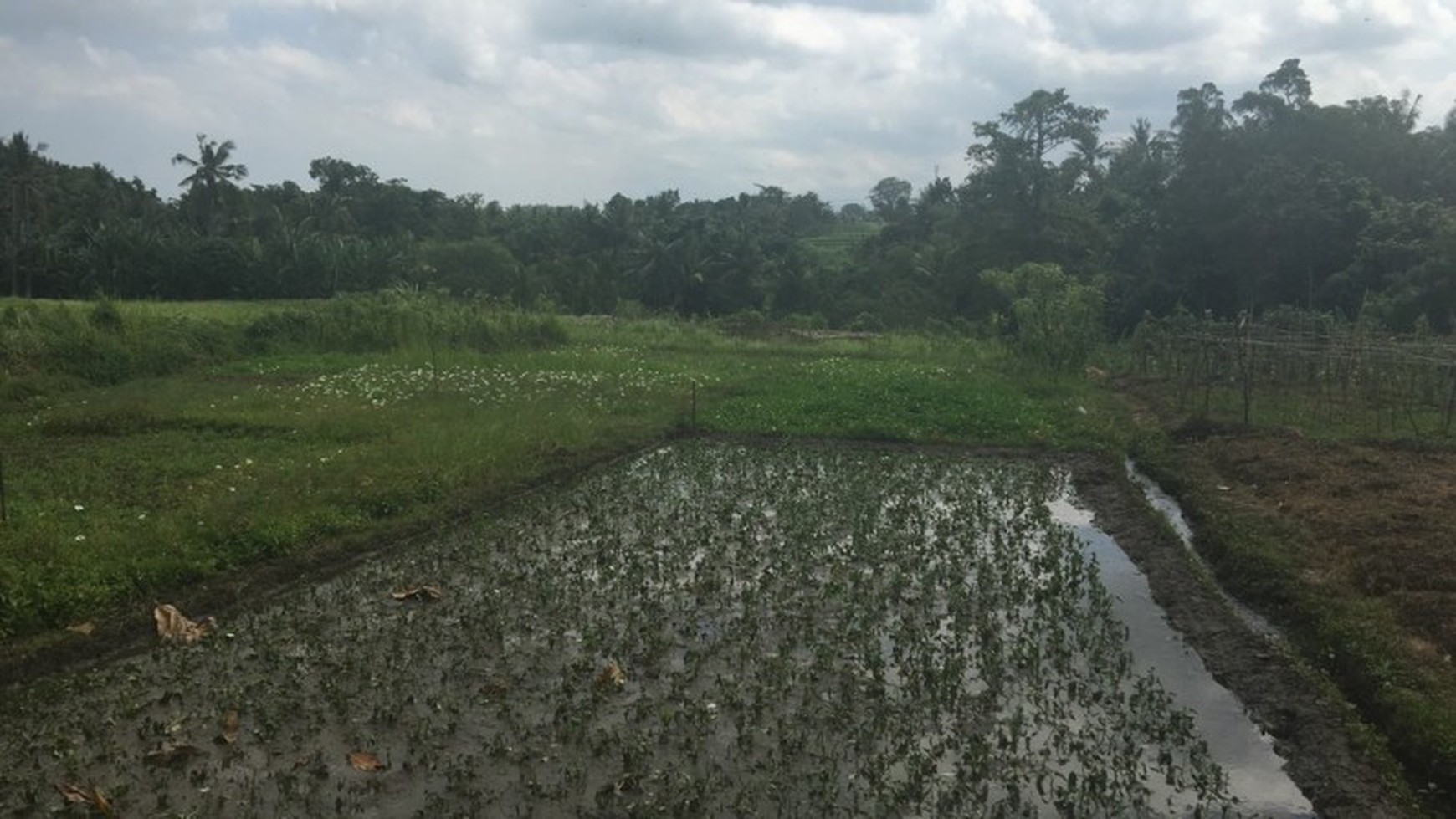 Land Freehold 53 Are 12 Minute Drive To the Beach Yeh Gangga Tabanan Bali