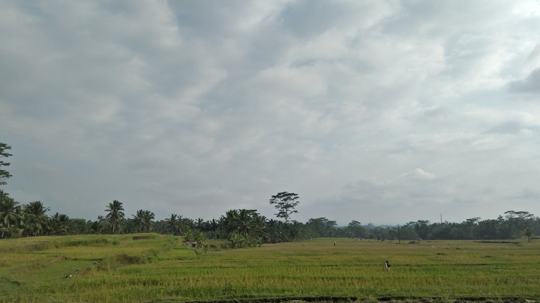 2090 Sqm of Freehold Land for Sale 25 minutes from Ubud Center Bali