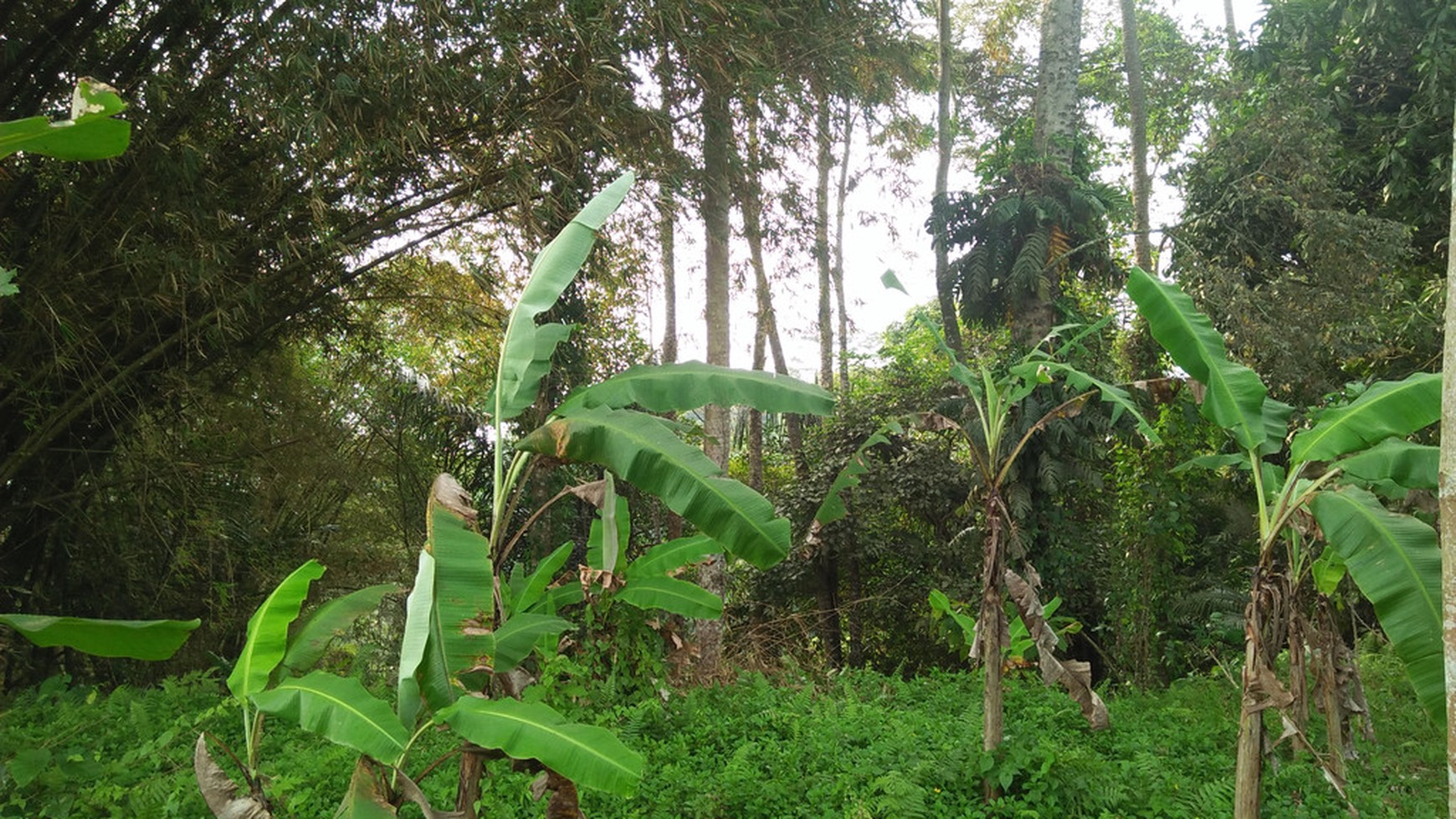 2090 Sqm of Freehold Land for Sale 25 minutes from Ubud Center Bali