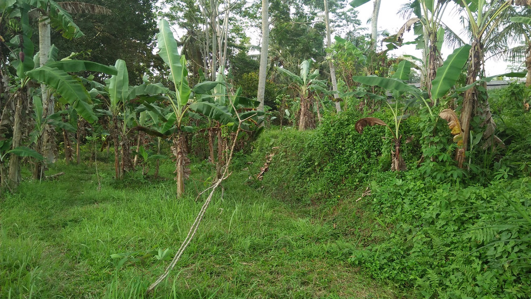 2090 Sqm of Freehold Land for Sale 25 minutes from Ubud Center Bali