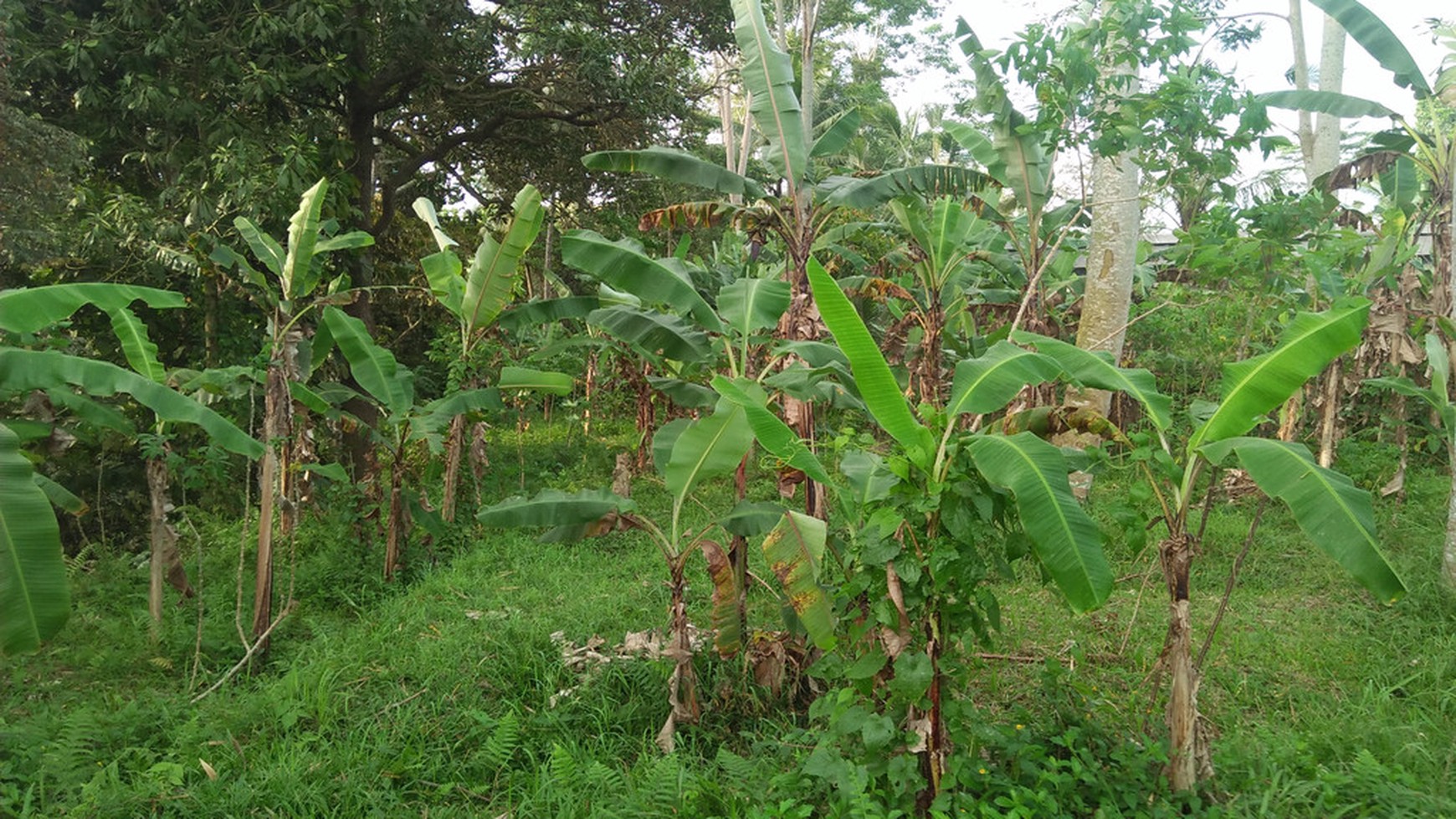2090 Sqm of Freehold Land for Sale 25 minutes from Ubud Center Bali