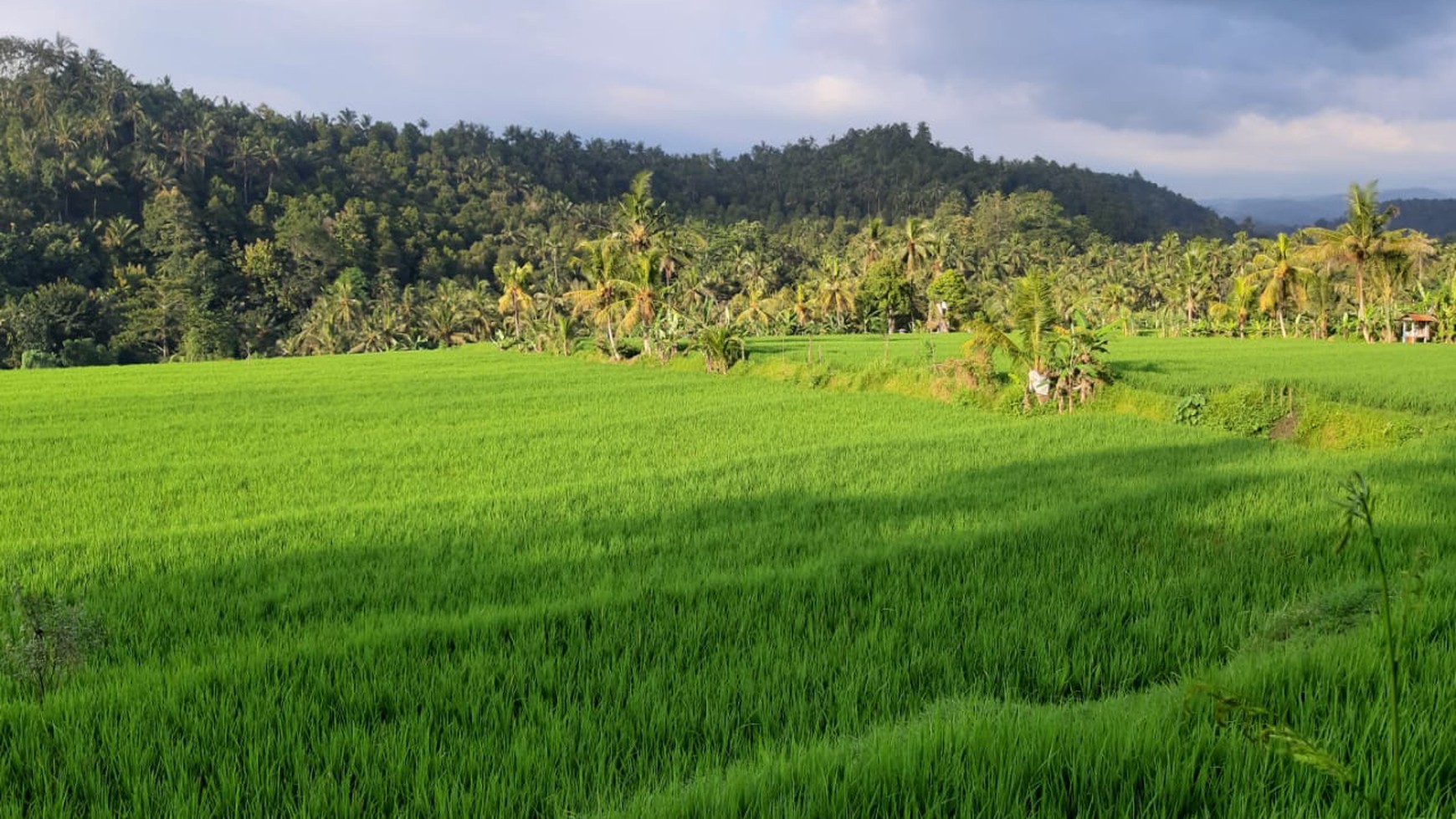 Land 12000 sqm in Great Location Singaraja Raya Subuk Bali