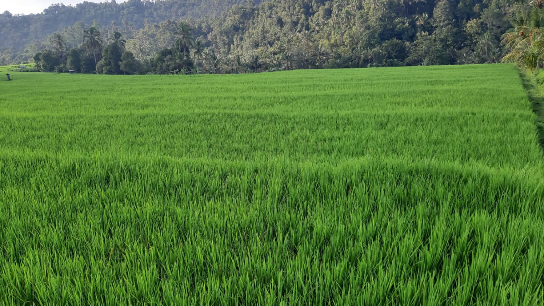 Land 12000 sqm in Great Location Singaraja Raya Subuk Bali