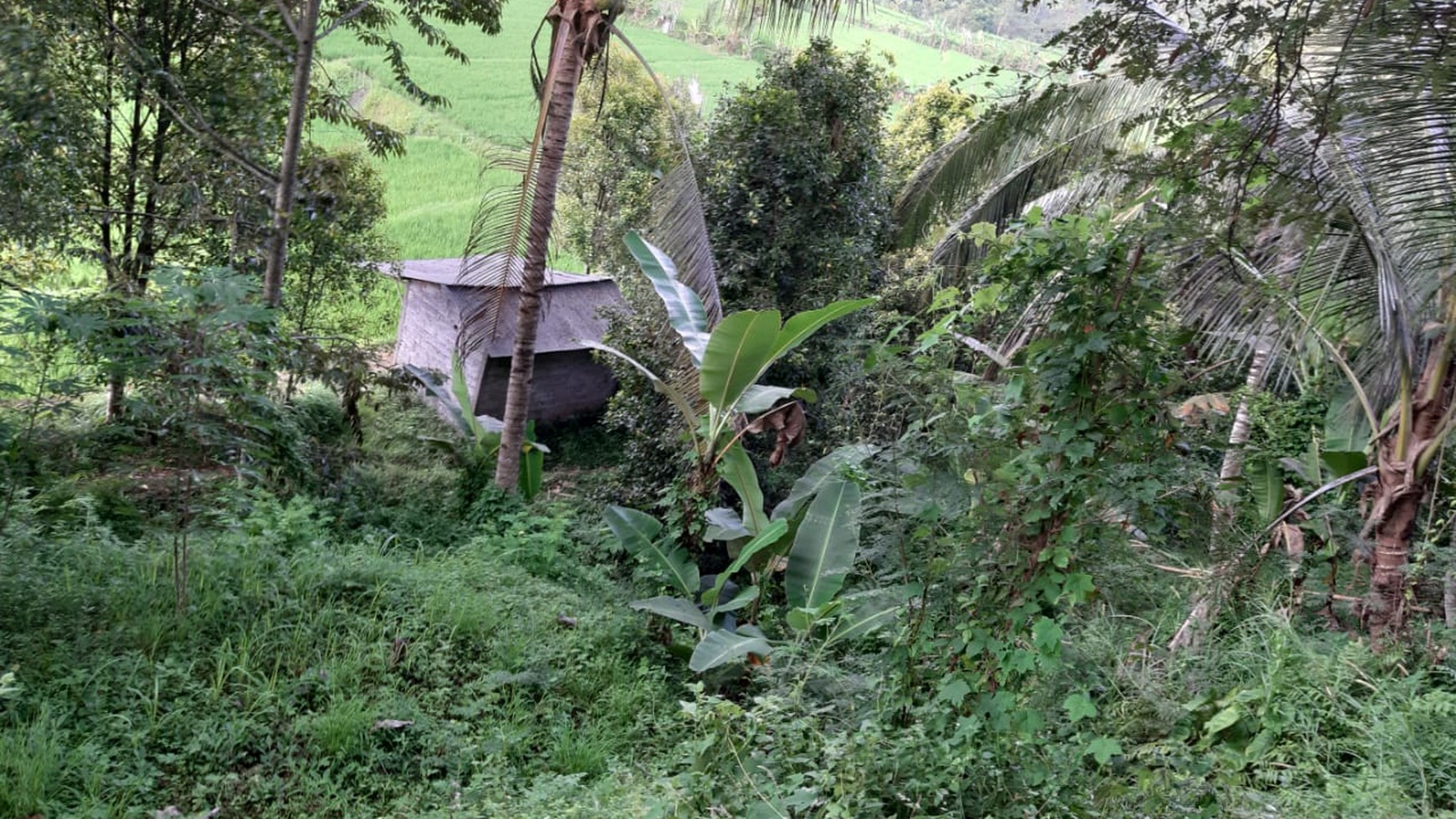Land 12000 sqm in Great Location Singaraja Raya Subuk Bali