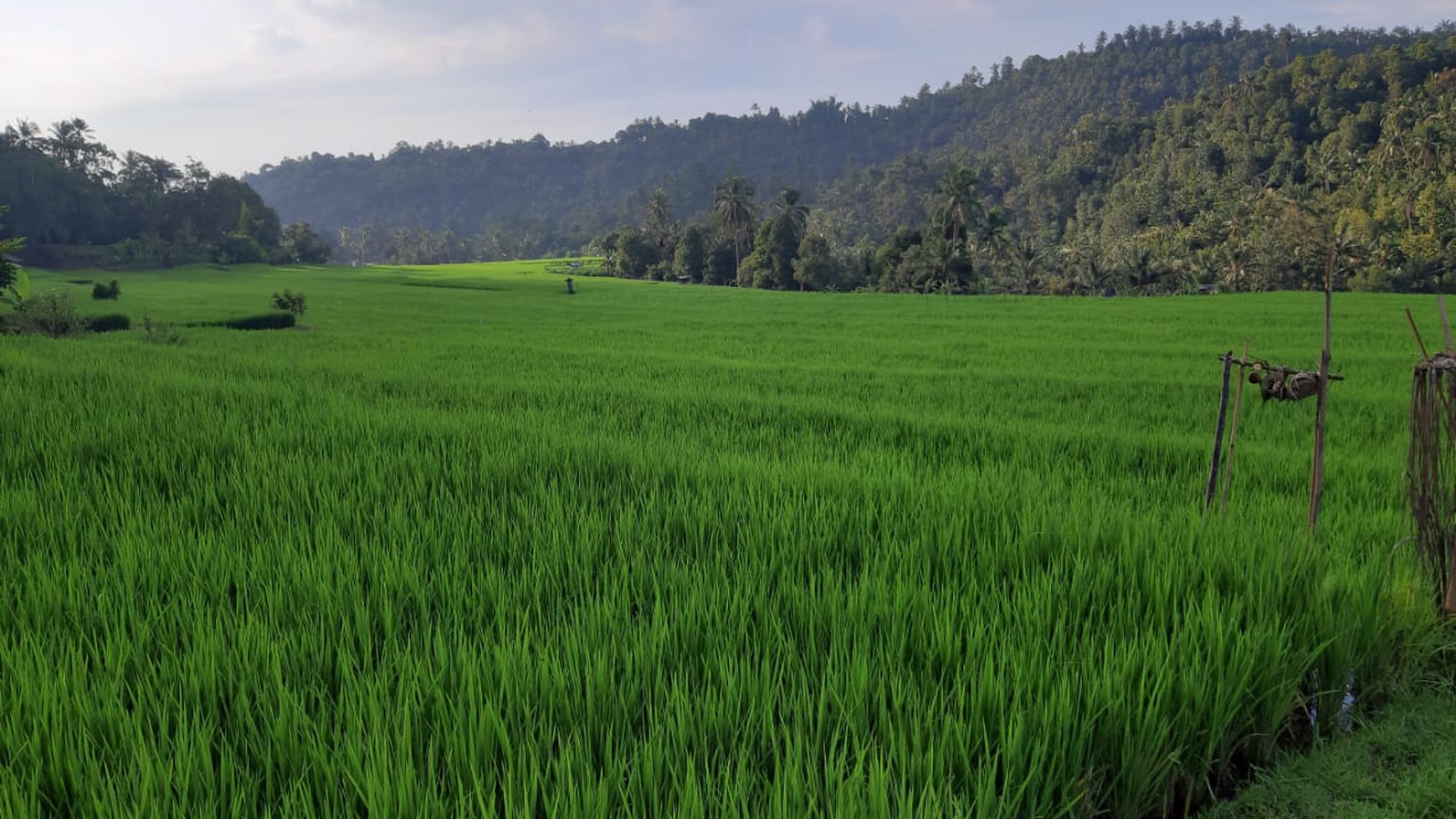 Land 12000 sqm in Great Location Singaraja Raya Subuk Bali
